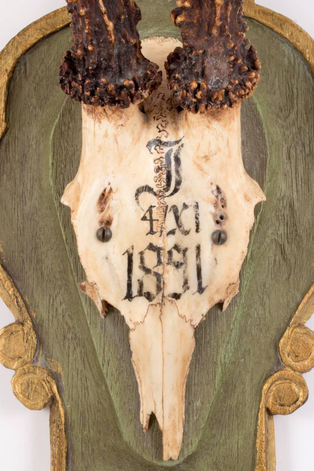 Black Forest Antique Habsburg Roe Deer Trophy of Emperor Franz Joseph from Bad Ischl Austria