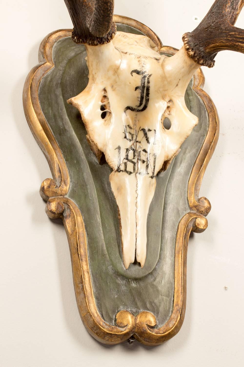 Bone 19th Century Red Stag Hunt Trophy of Emperor Franz Joseph's Kaiservilla