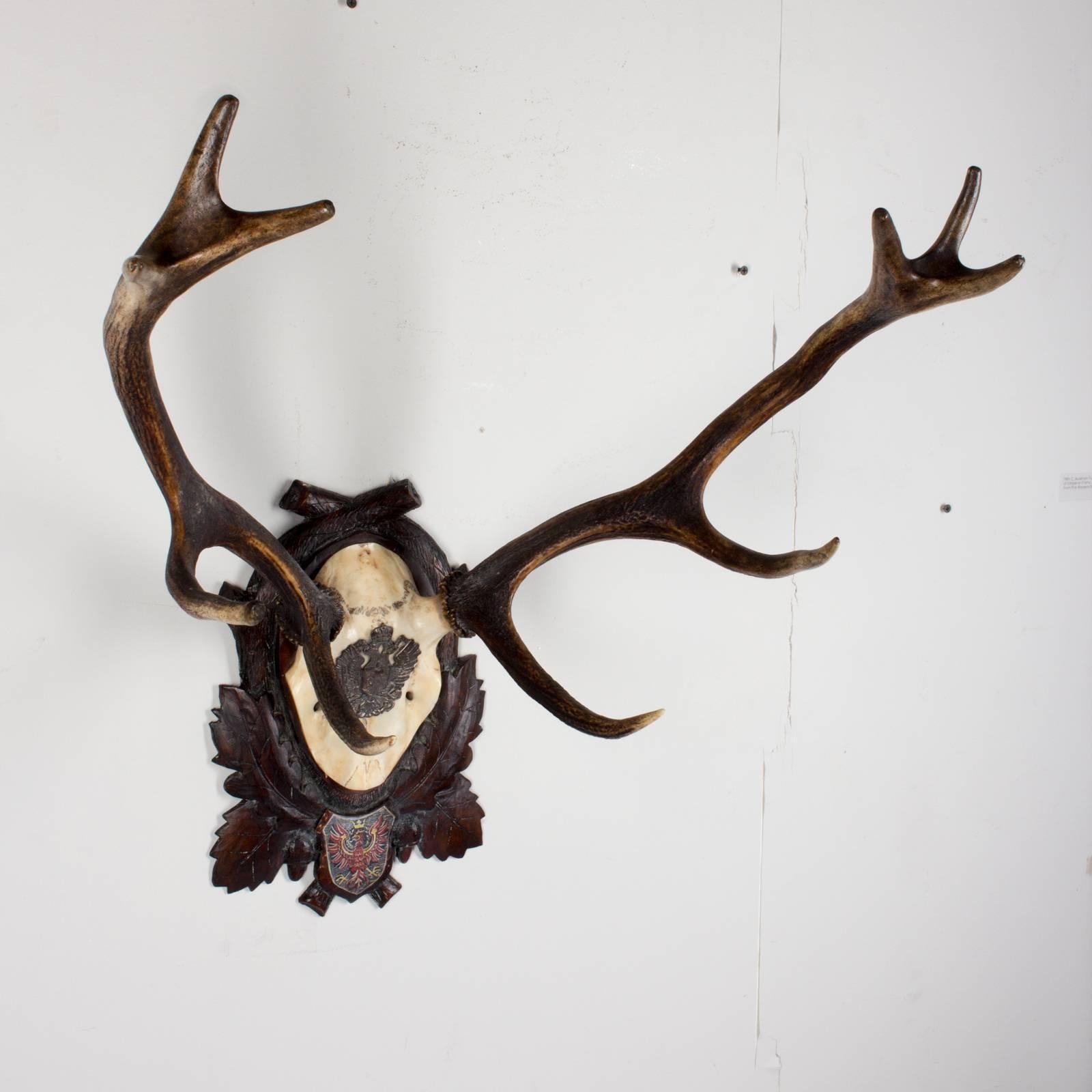 19th Century Habsburg Red Stag Trophy of Emperor Franz Joseph from Austria In Good Condition In Houston, TX
