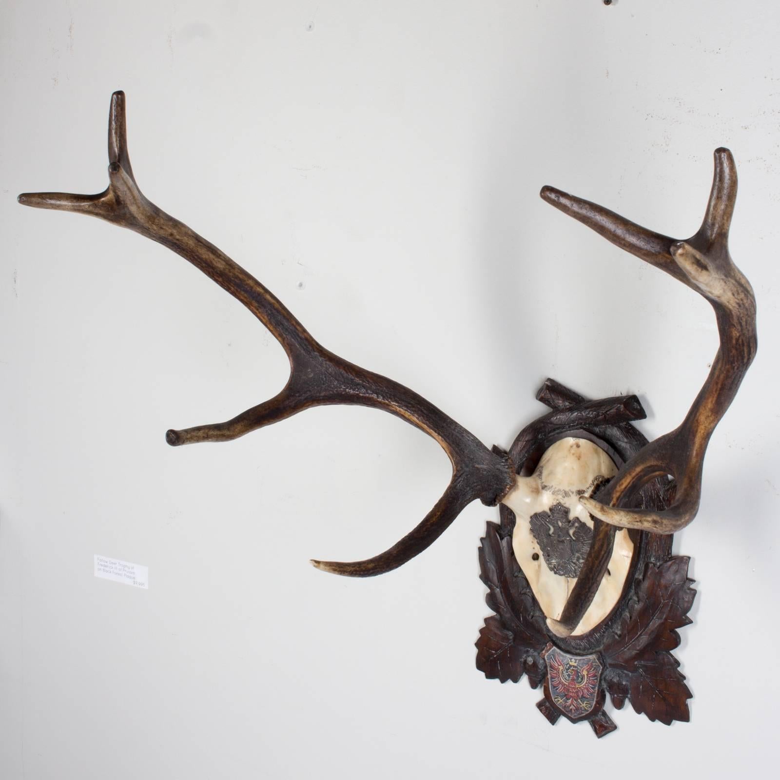 Black Forest 19th Century Habsburg Red Stag Trophy of Emperor Franz Joseph from Austria