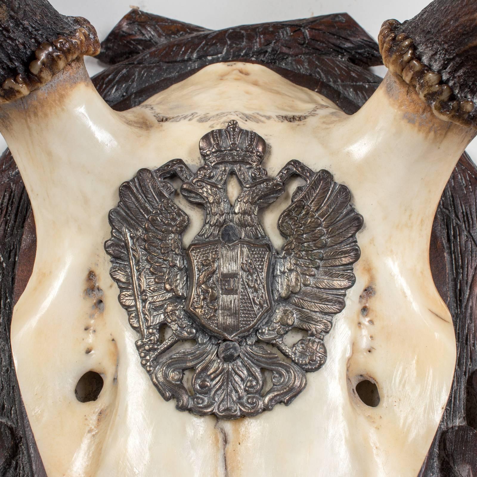 19th Century Habsburg Red Stag Trophy of Emperor Franz Joseph from Austria 4