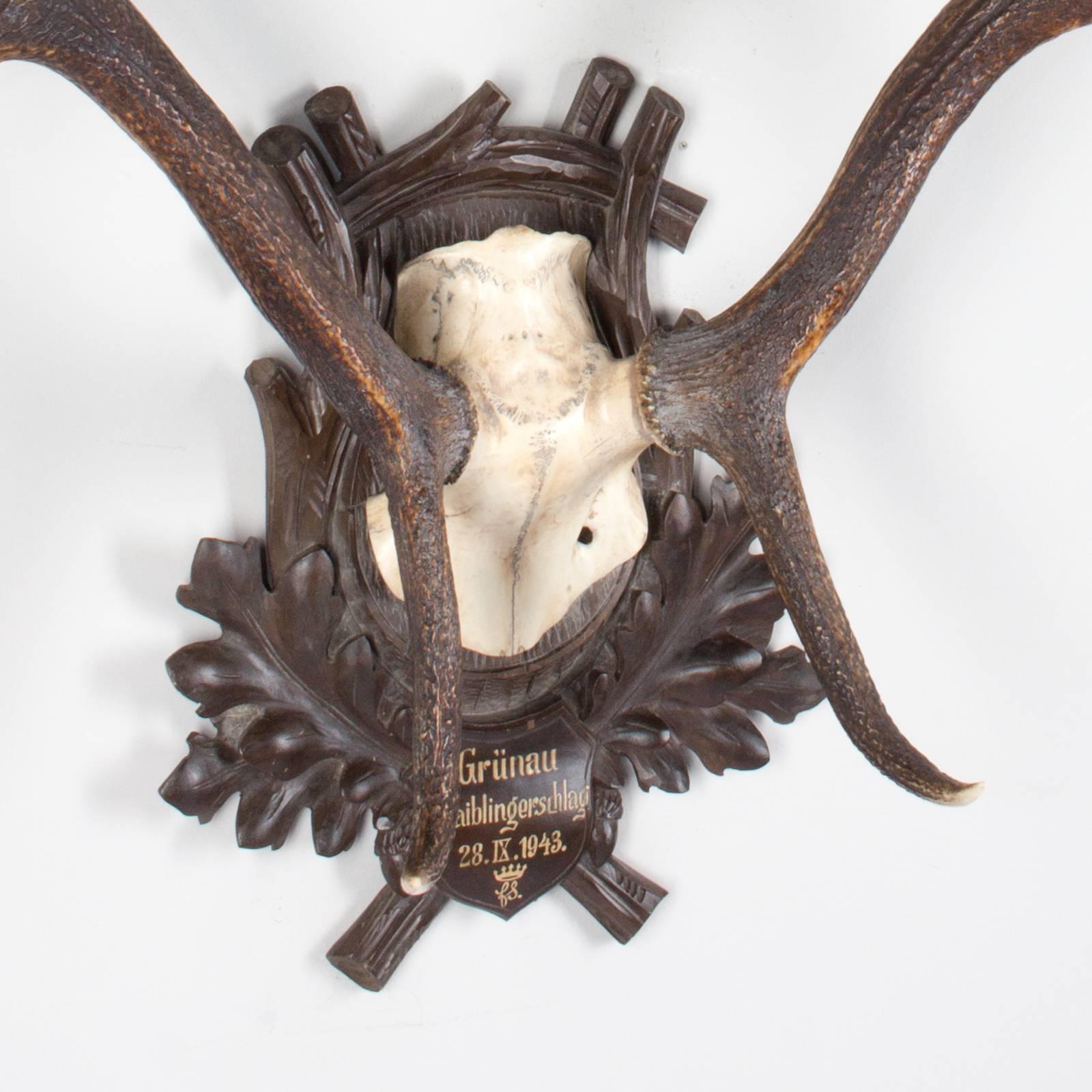 Mid-20th Century 1940s German Red Stag Trophy on Black Forest Plaque from Grünau Valley Austria