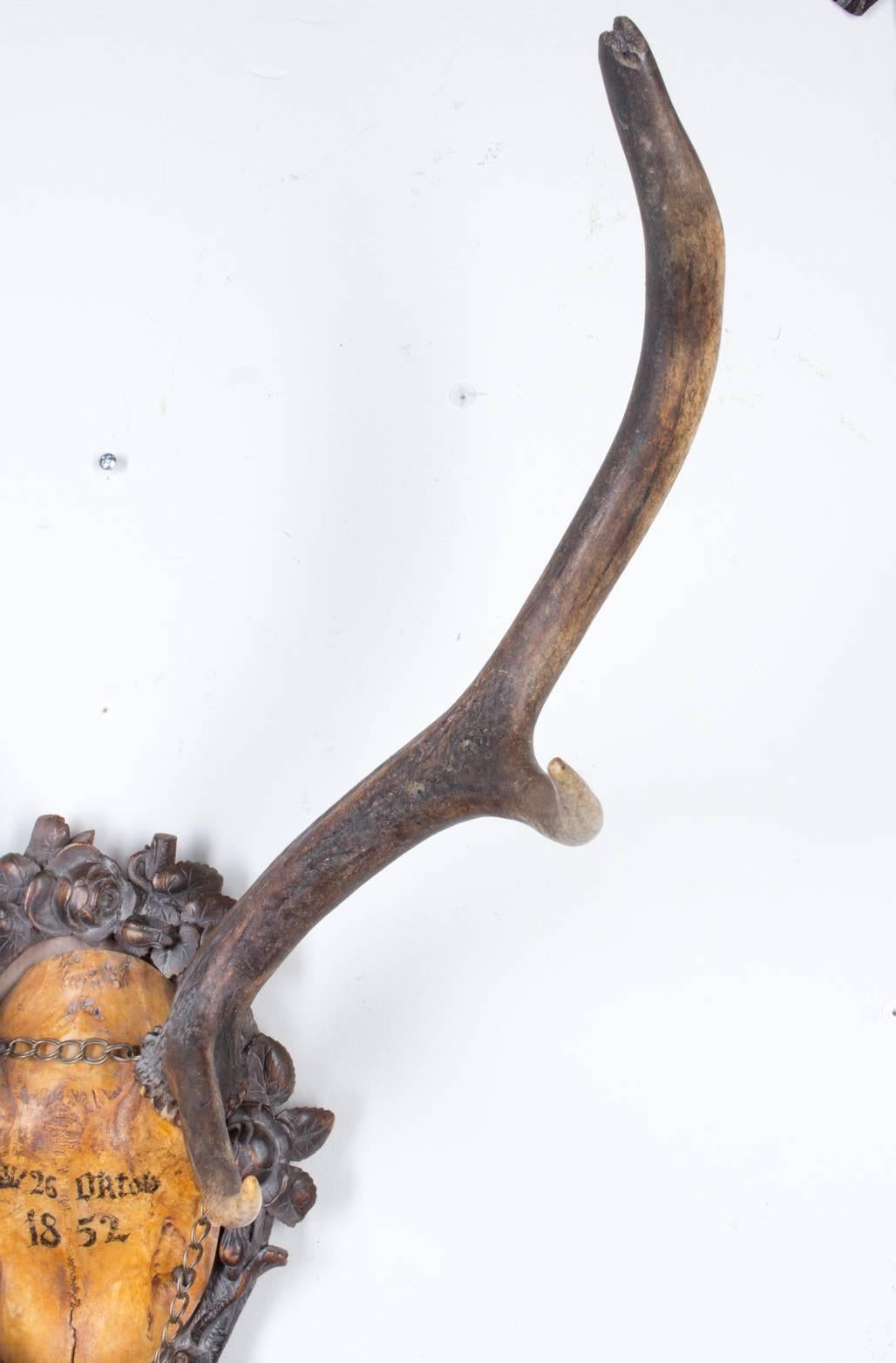 Brass 19th Century Austrian Red Stag Trophy of Emperor Franz Josef, Original Hunt Horn