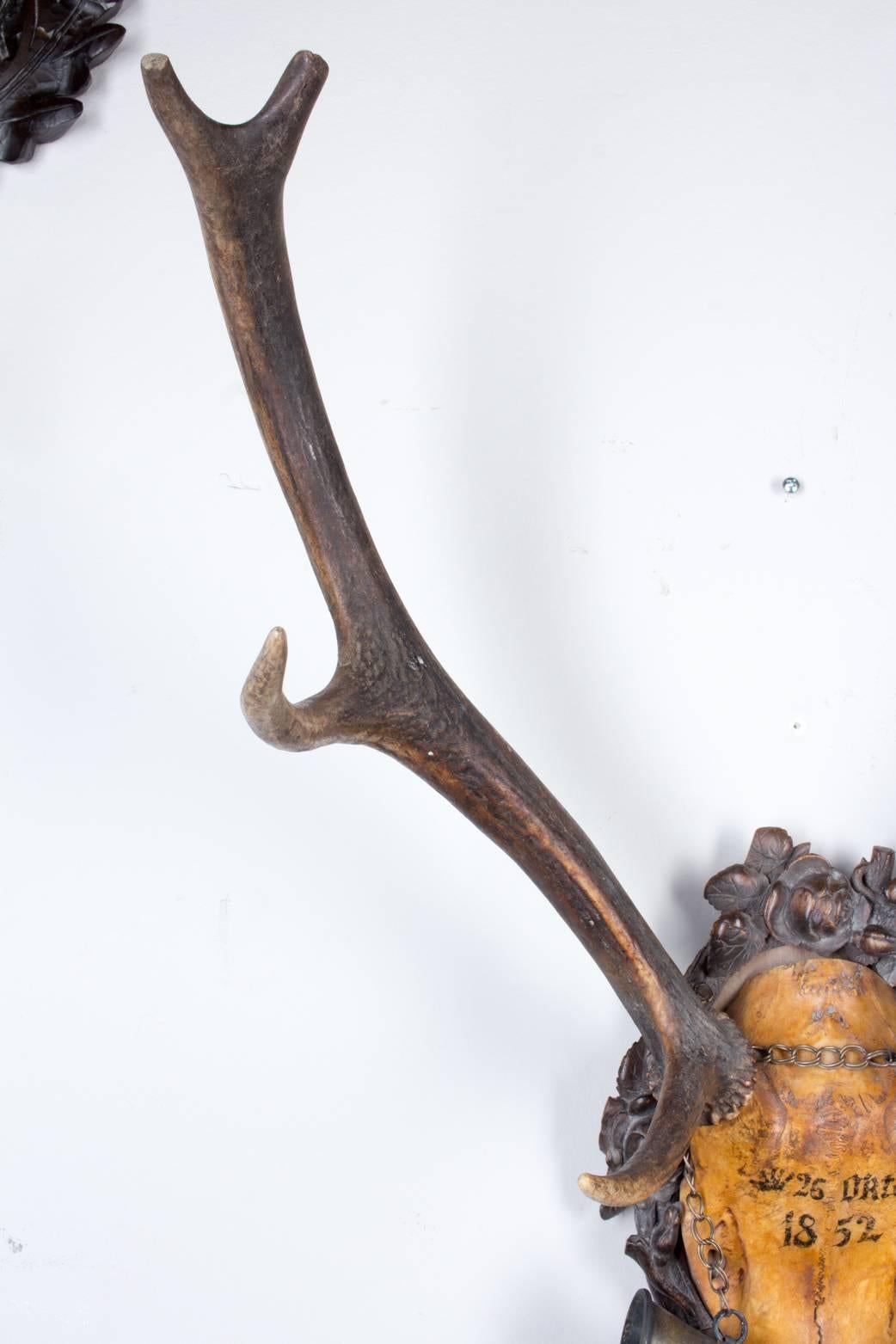 19th Century Austrian Red Stag Trophy of Emperor Franz Josef, Original Hunt Horn 1