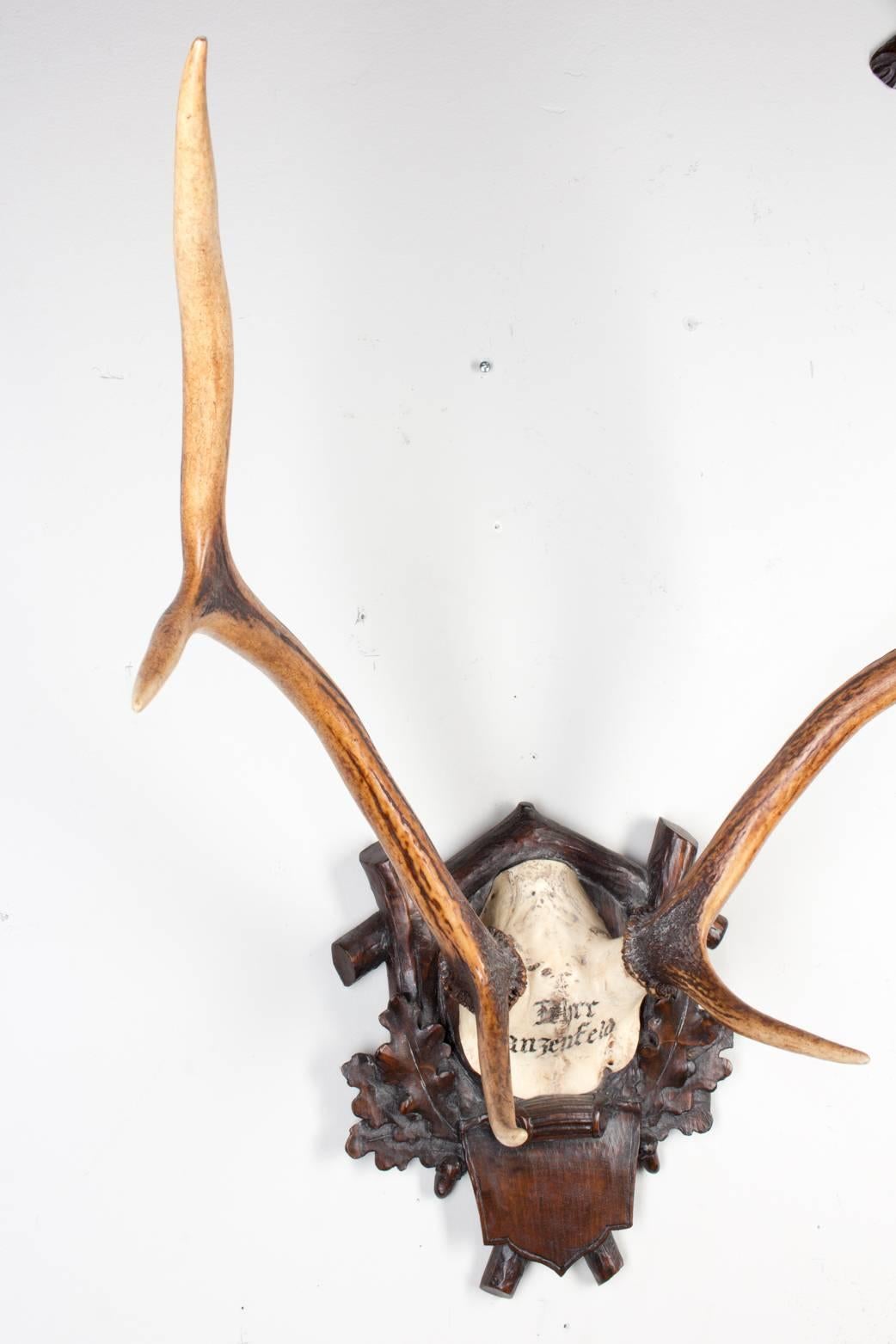 Antler 19th Century Austrian Red Stag Trophy from Eckartsau Castle, Austria  For Sale