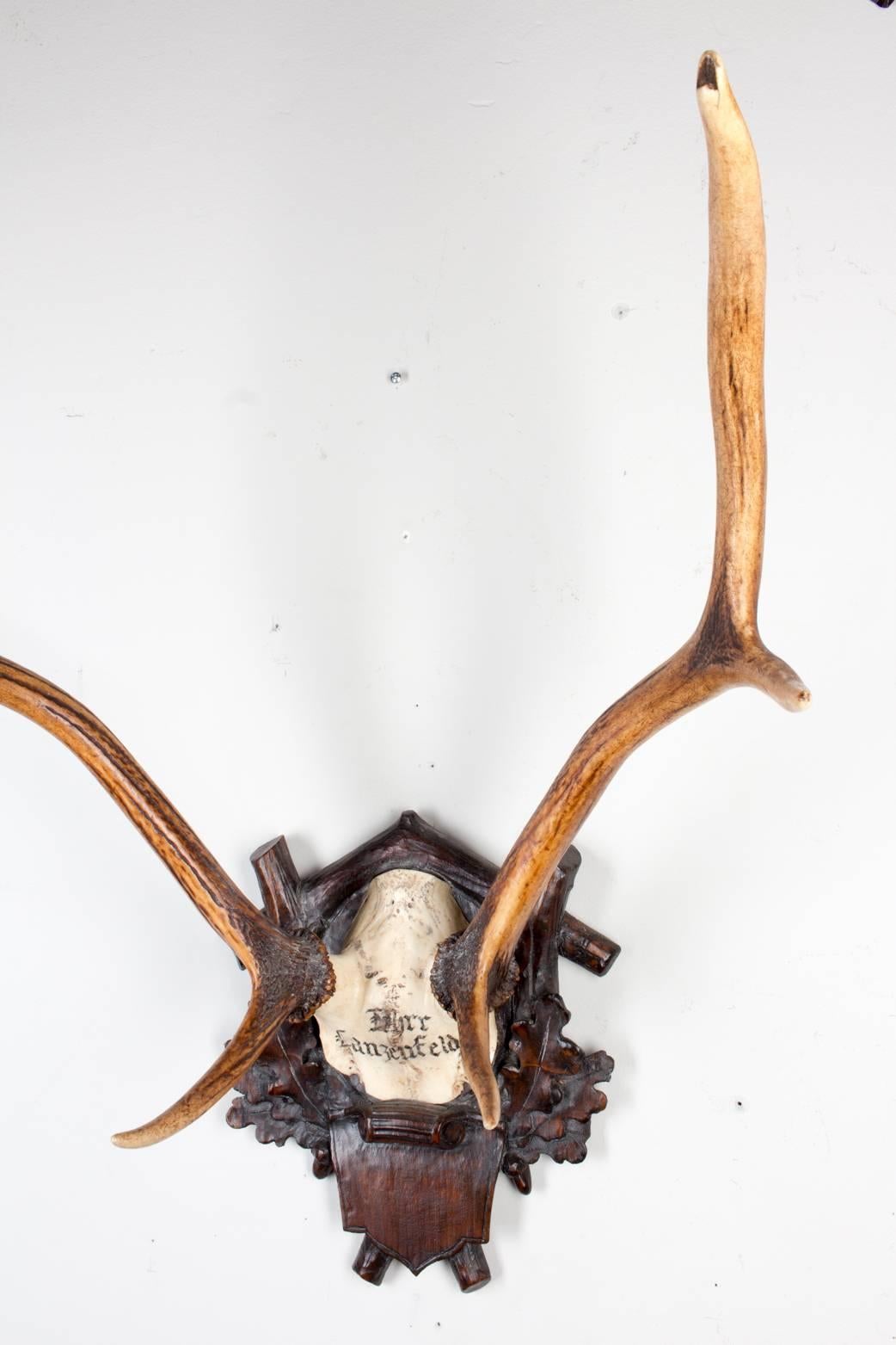 19th Century Austrian Red Stag Trophy from Eckartsau Castle, Austria  For Sale 1