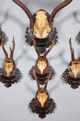19th Century Hunting Trophy Set from Baron Karl Franz Ferninand of Austria