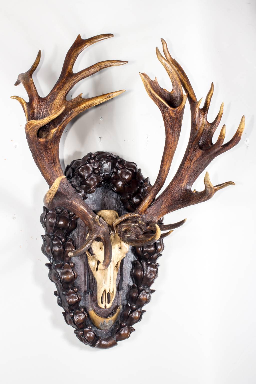 Magnificent 3 beam red stag trophy from Eckartsau Castle, Austria which was a residence of Emperor Franz Joseph and a favorite Habsburg hunting schloss (originally purchased by Archduke Franz Ferdinand from the Knights of Eckartsau).  Mounted onto