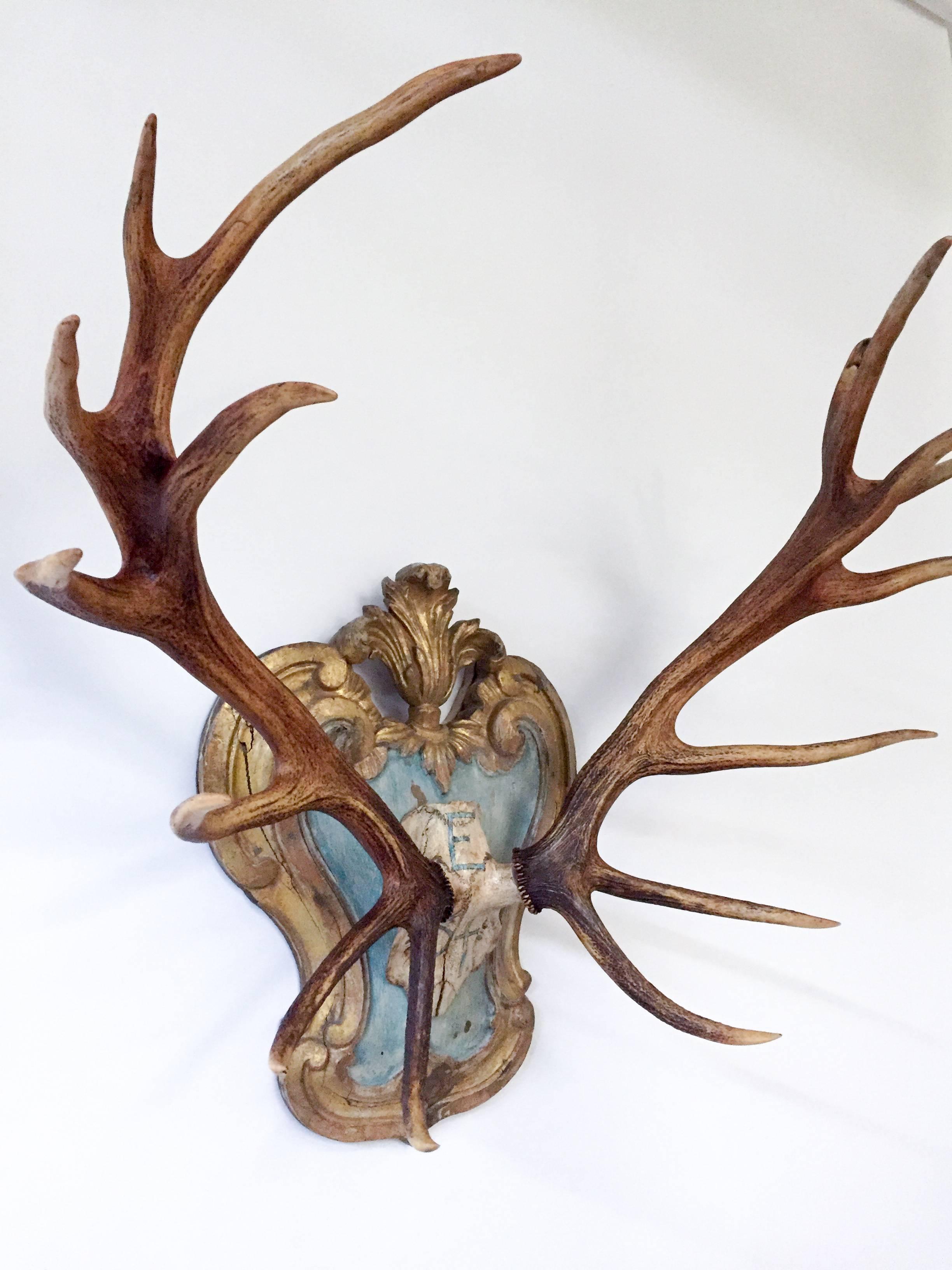 Austrian 19th C. Red Stag Trophy on Late 18th-Early 19th Century Tyrolean Plaque