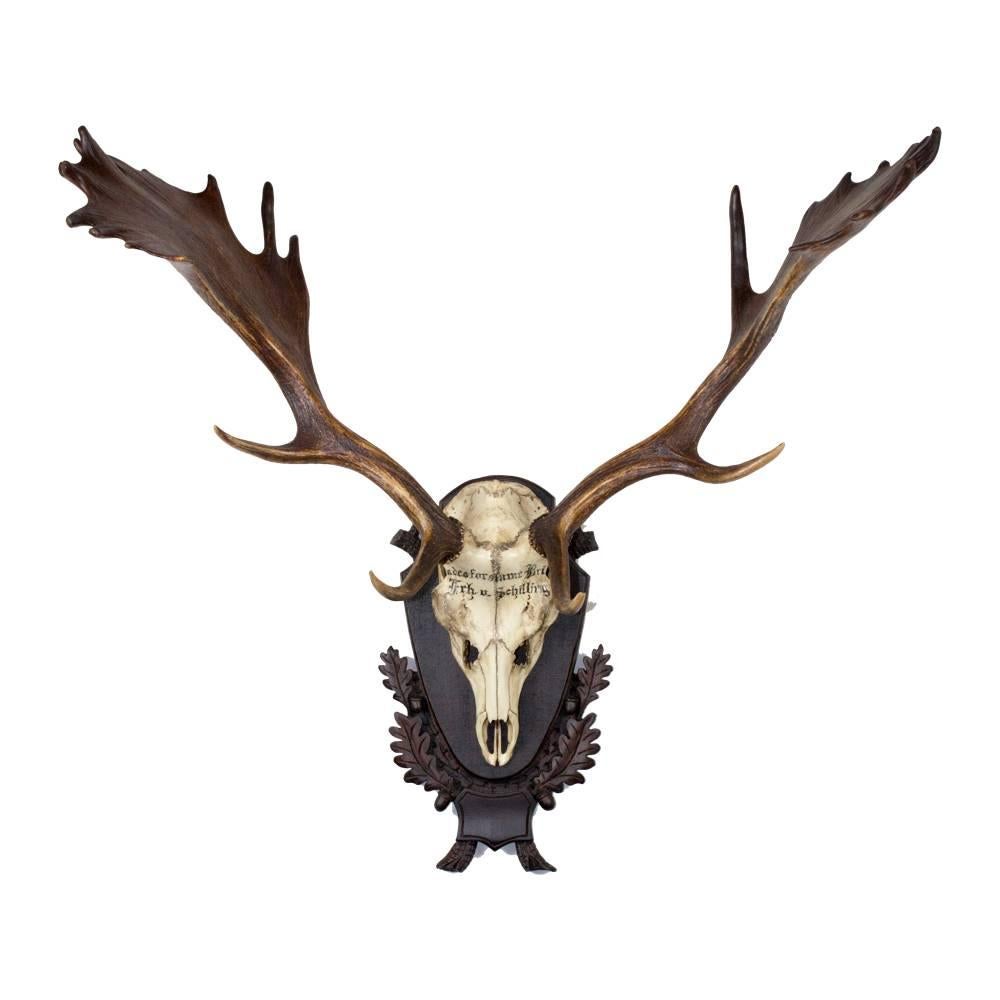 Set of three 19th century German fallow deer hunting trophies mounted on the original Black Forest plaque. Original writing featured on the skull attributes these to the Baron von Schilling of Germany. Offering these as a set of three, but can also