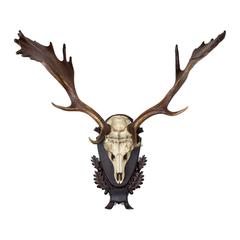 Single or Set of Three 19th c. German Fallow Deer from the Baron von Schilling