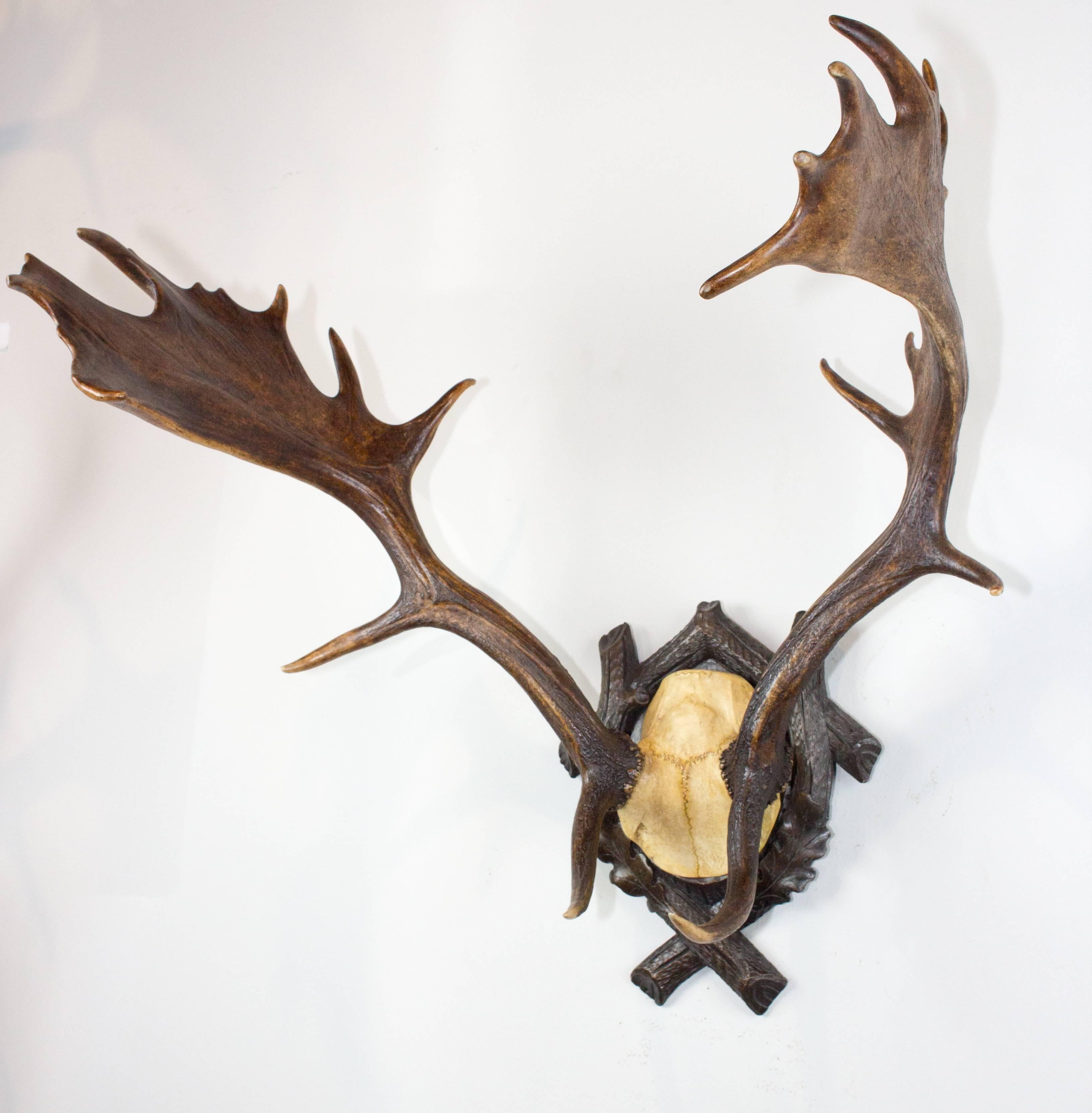 19th century fallow deer on original Black Forest carved plaque that hung in Emperor Franz Josef's castle at Eckartsau in the Southern Austrian Alps. Eckartsau was a favorite hunting schloss of the Habsburg family. The plaque of this piece measures