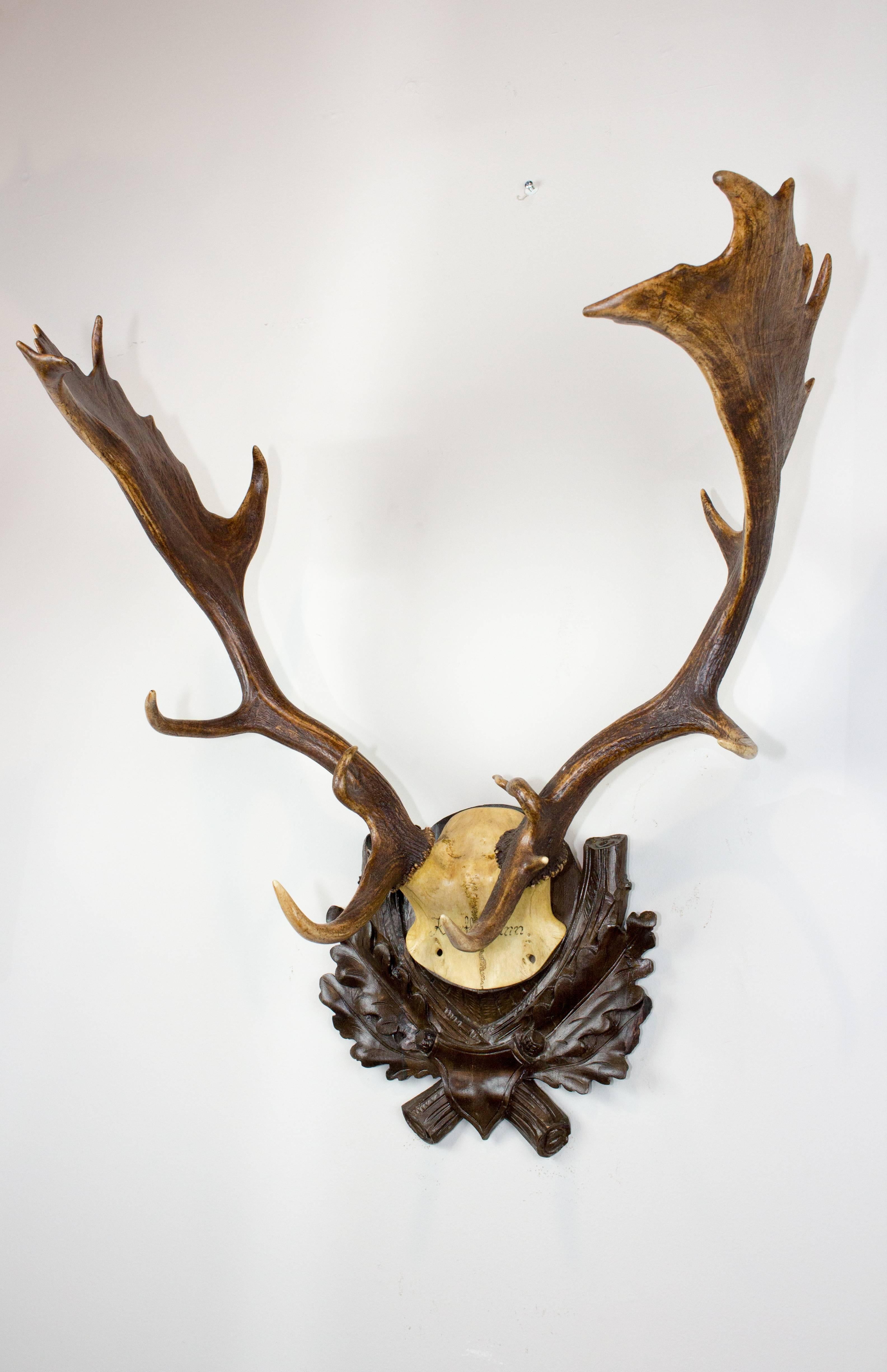 19th century fallow deer on original Black Forest carved plaque that hung in Emperor Franz Joseph's castle at Eckartsau in the Southern Austrian Alps. Eckartsau was a favorite hunting schloss of the Habsburg family. This trophy features the original
