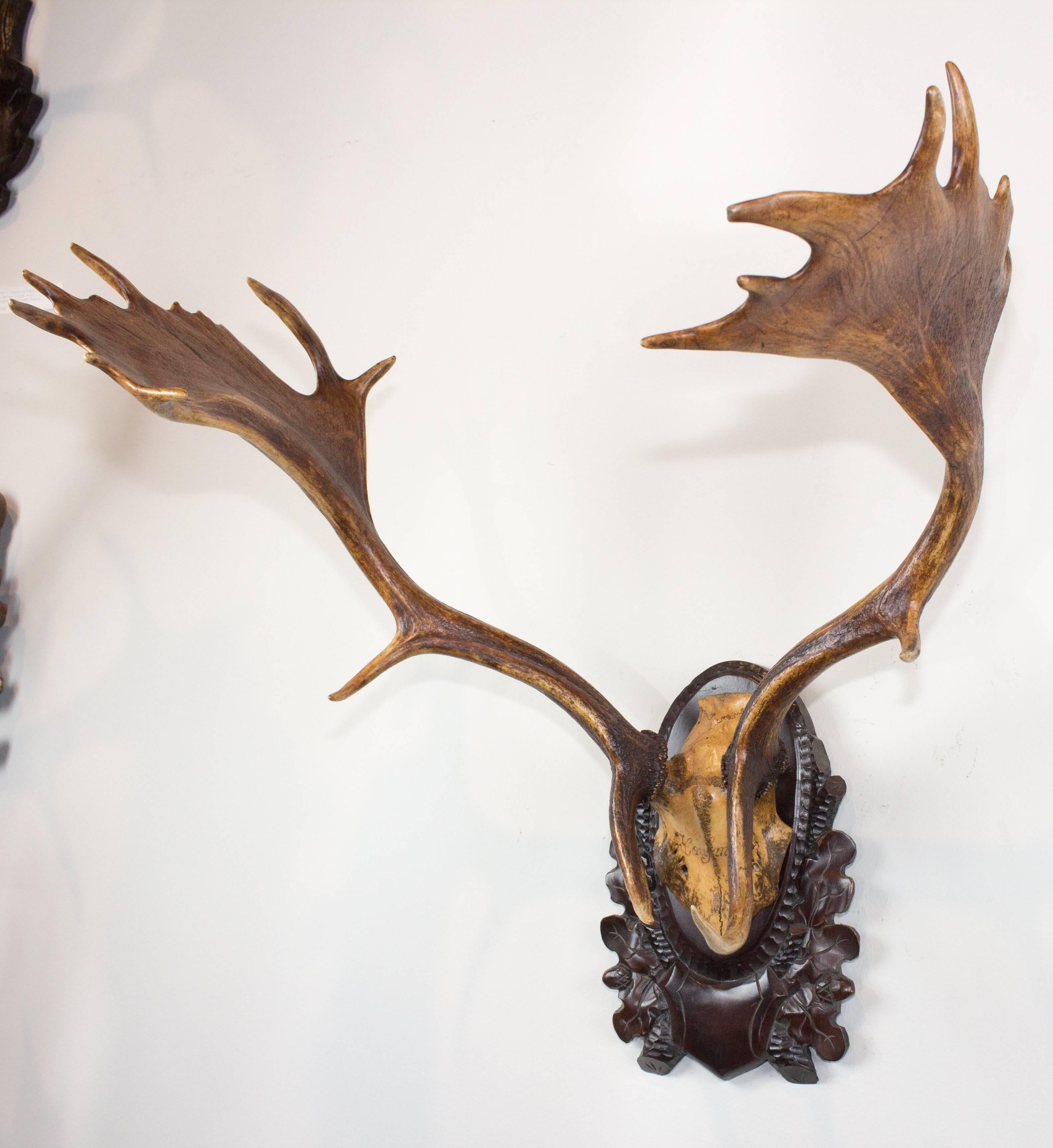 Carved 19th Century Habsburg Fallow Deer from Eckartsau Castle on Black Forest Plaque