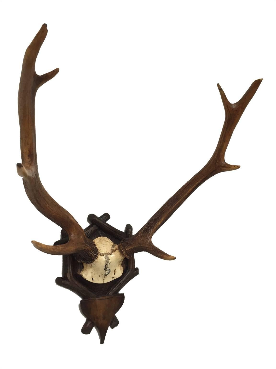 Black Forest 19th Century Sika Trophy Attributed to Baron Von Schilling