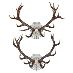 19th Century Habsburg Stag Pair with Iron Hook, Set of 2