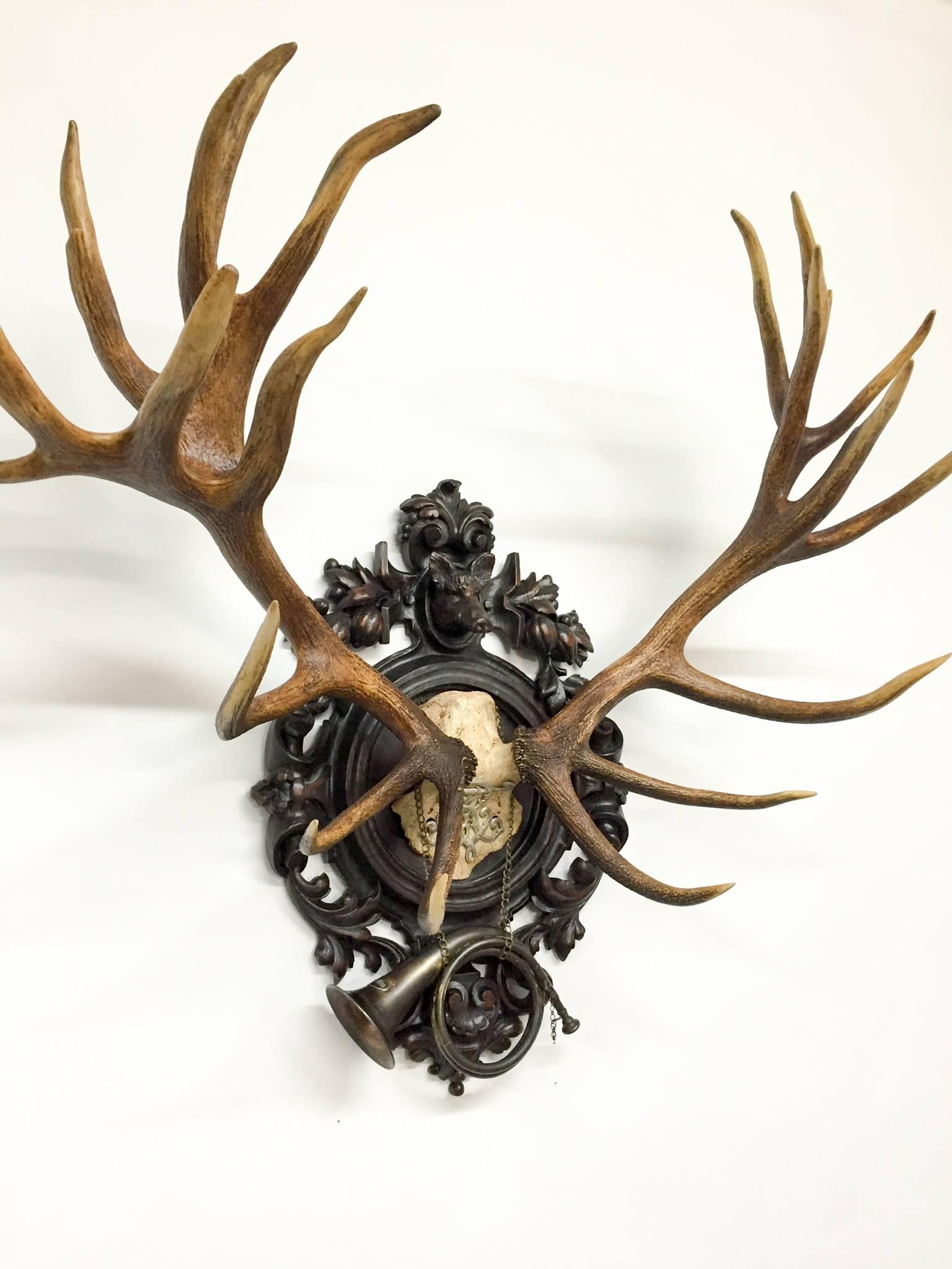 Historic red stag trophy taken during Kaiser Wilhelm II of Germany's Eulenburg hunt of 1892 in Liebenburg, Germany and decorated with an original cypher of Wilhelm Frederick III of Germany (the Kaiser's grandfather). Also included is the original