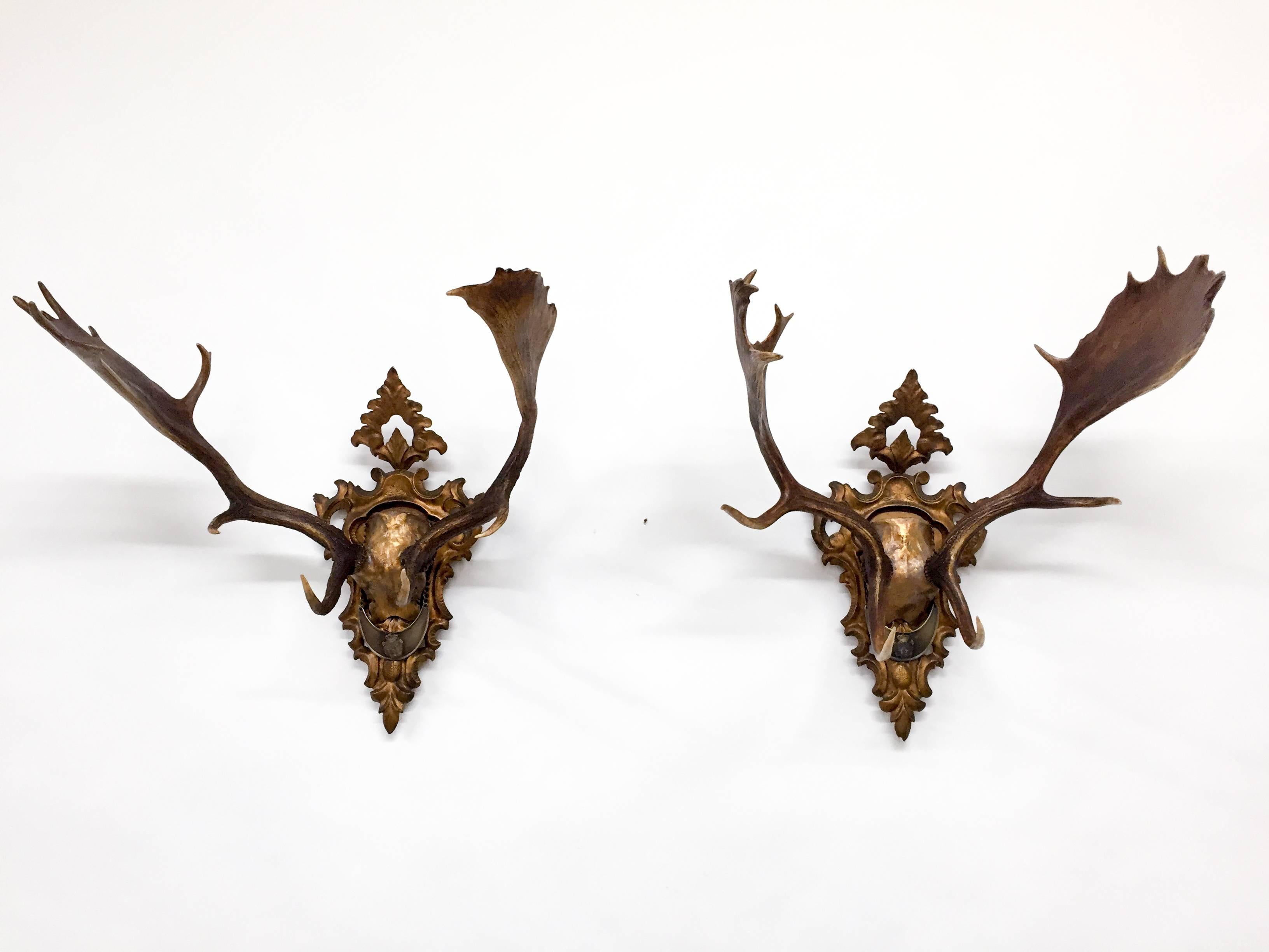 Pair of 19th century Habsburg Fallow Deer trophies from Emperor Franz Josef's castle at Eckartsau in the Southern Austrian Alps, a favourite hunting schloss of the Habsburg Royal family. Each of these two historic hunting trophies features the