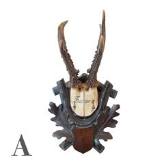 19th Century Habsburg Roe Deer Trophies from Eckartsau Castle, Austria