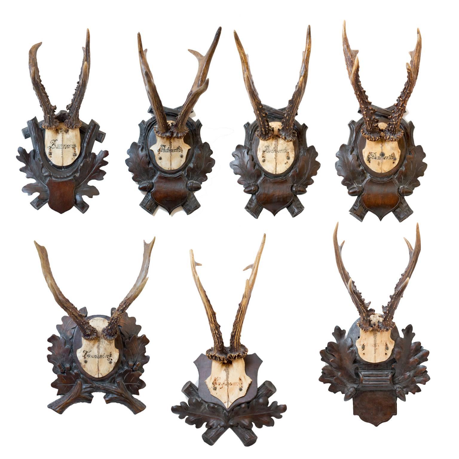 Antler 19th Century Habsburg Roe Deer Trophies from Eckartsau Castle, Austria