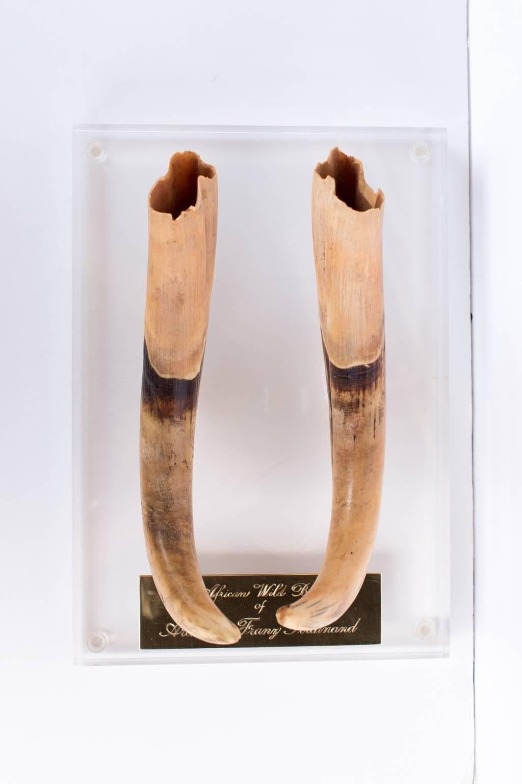 Antique African Wild Boar Tusks Hunted by Archduke Franz Ferdinand on Acrylic In Excellent Condition In Houston, TX
