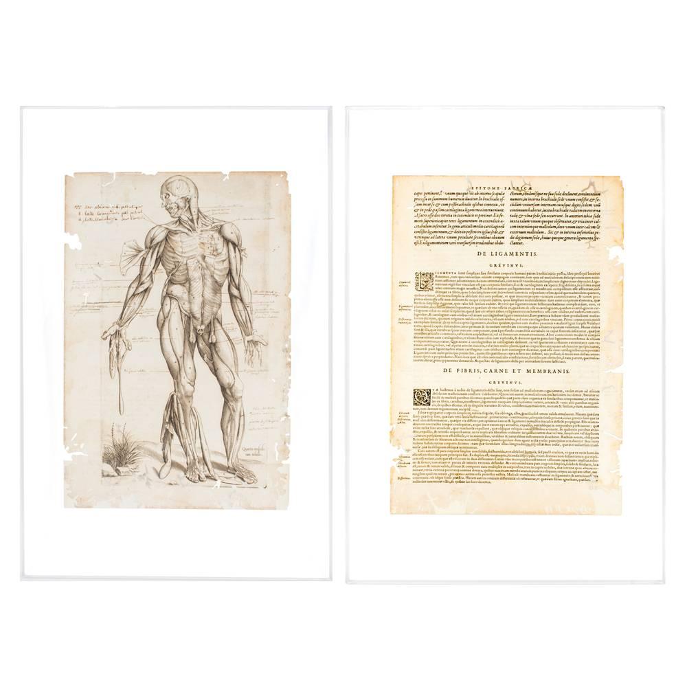 16th Century Andres Vesalius Human Anatomical Print on Floating Acrylic ...