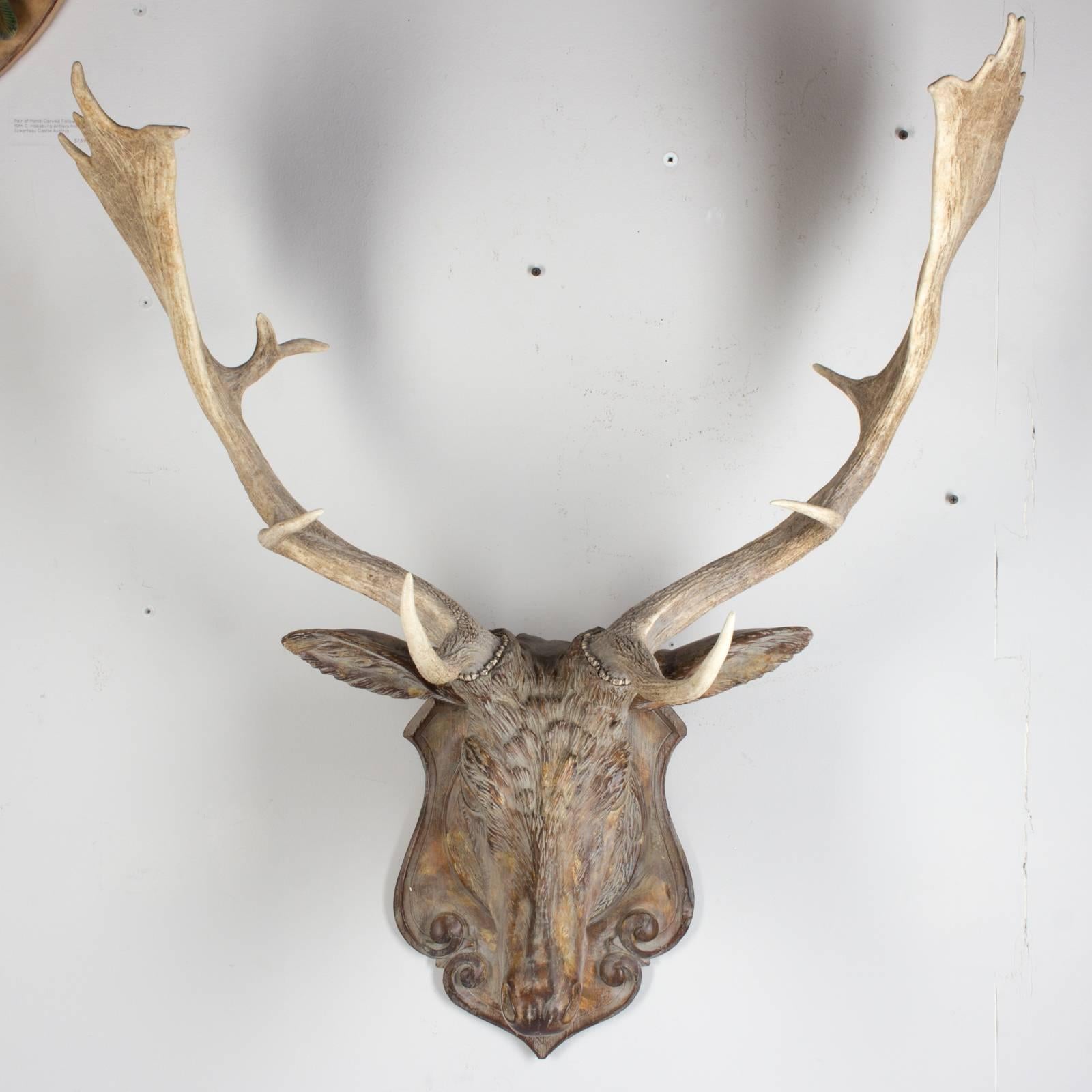 An exquisite fallow deer hunting trophy crafted of terracotta faux bois with 19th century Habsburg antlers from Emperor Franz Josef's castle at Eckartsau in the Southern Austrian Alps, a favorite hunting schloss of the Habsburg royal family. The