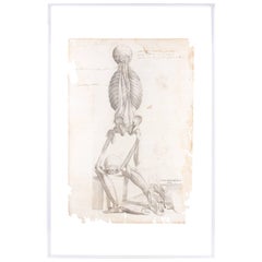 16th Century Andreas Vesalius Anatomical Print on Acrylic