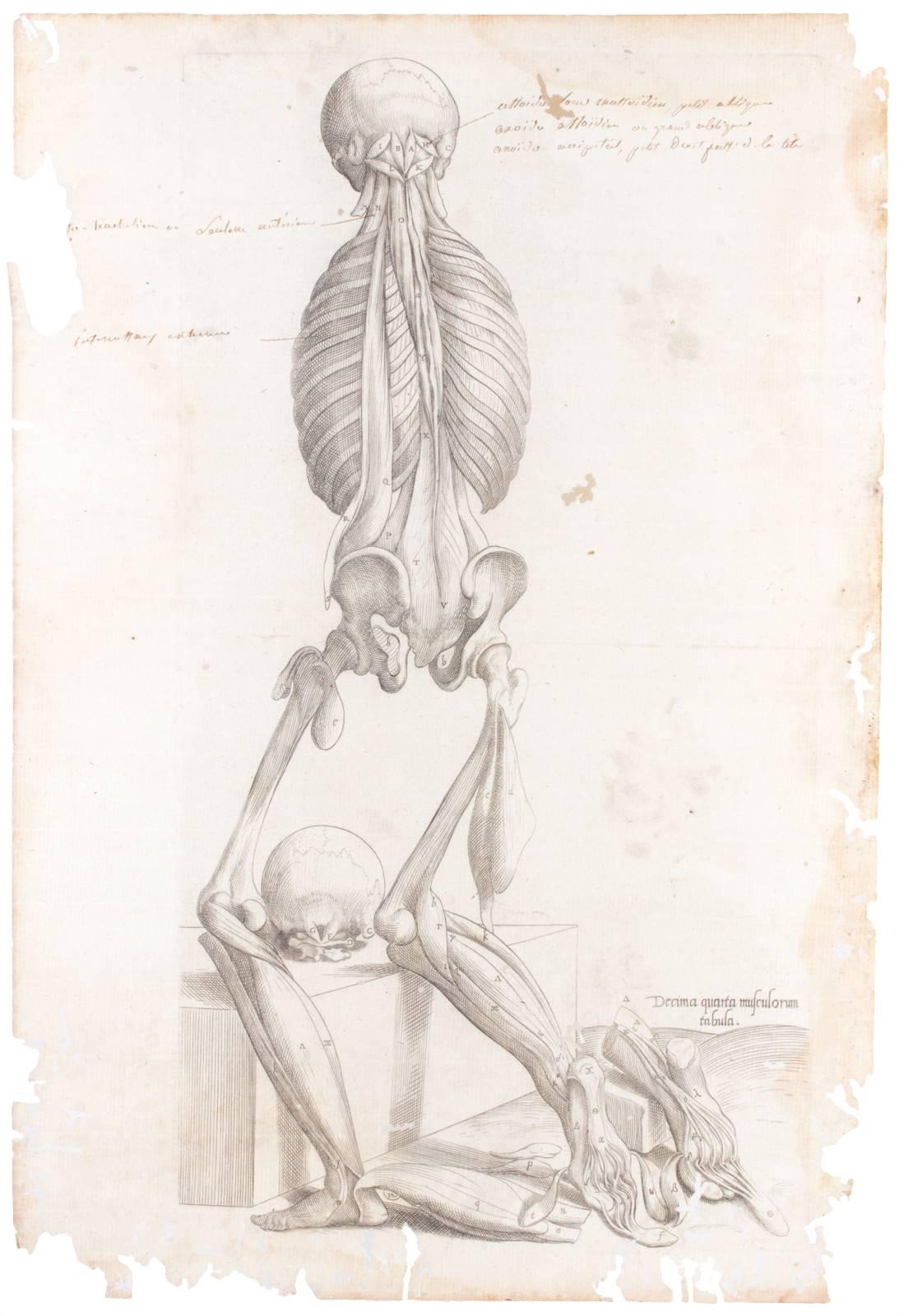 These antique anatomical prints from Andreas Vesalius along with antique pages of text from a medical text entitled Anatomes totius were originally printed in 1569. Both age and use have contributed to the beauty of these antique pages. The worm