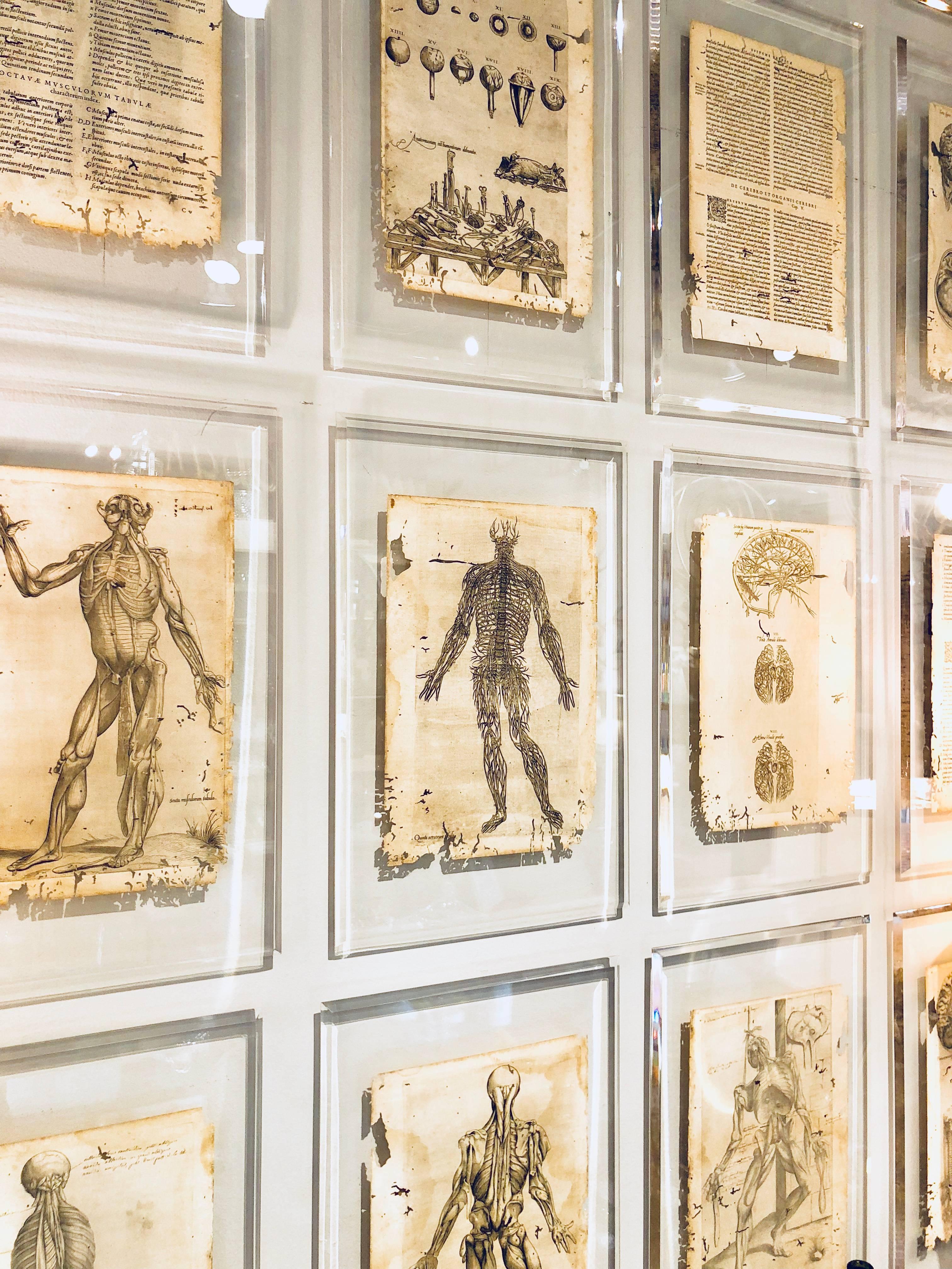 andreas vesalius anatomes totius