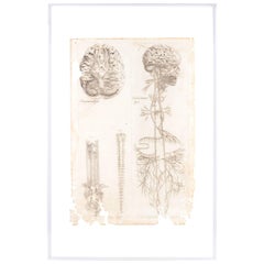 16th Century Andreas Vesalius Anatomical Print on Acrylic