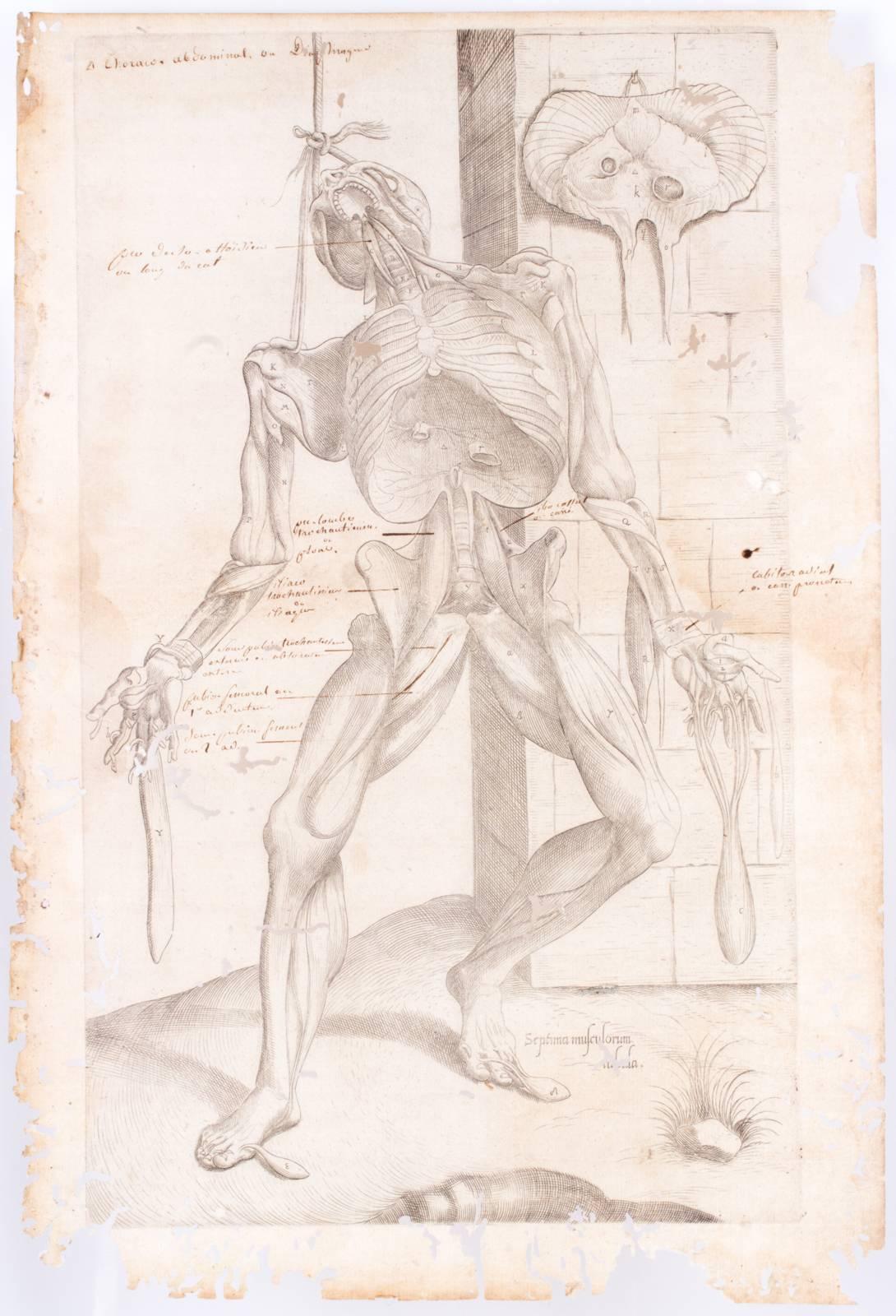 These antique anatomical prints from Andreas Vesalius along with antique pages of text from a medical text entitled Anatomes totius were originally printed in 1569. Both age and use have contributed to the beauty of these antique pages. The worm