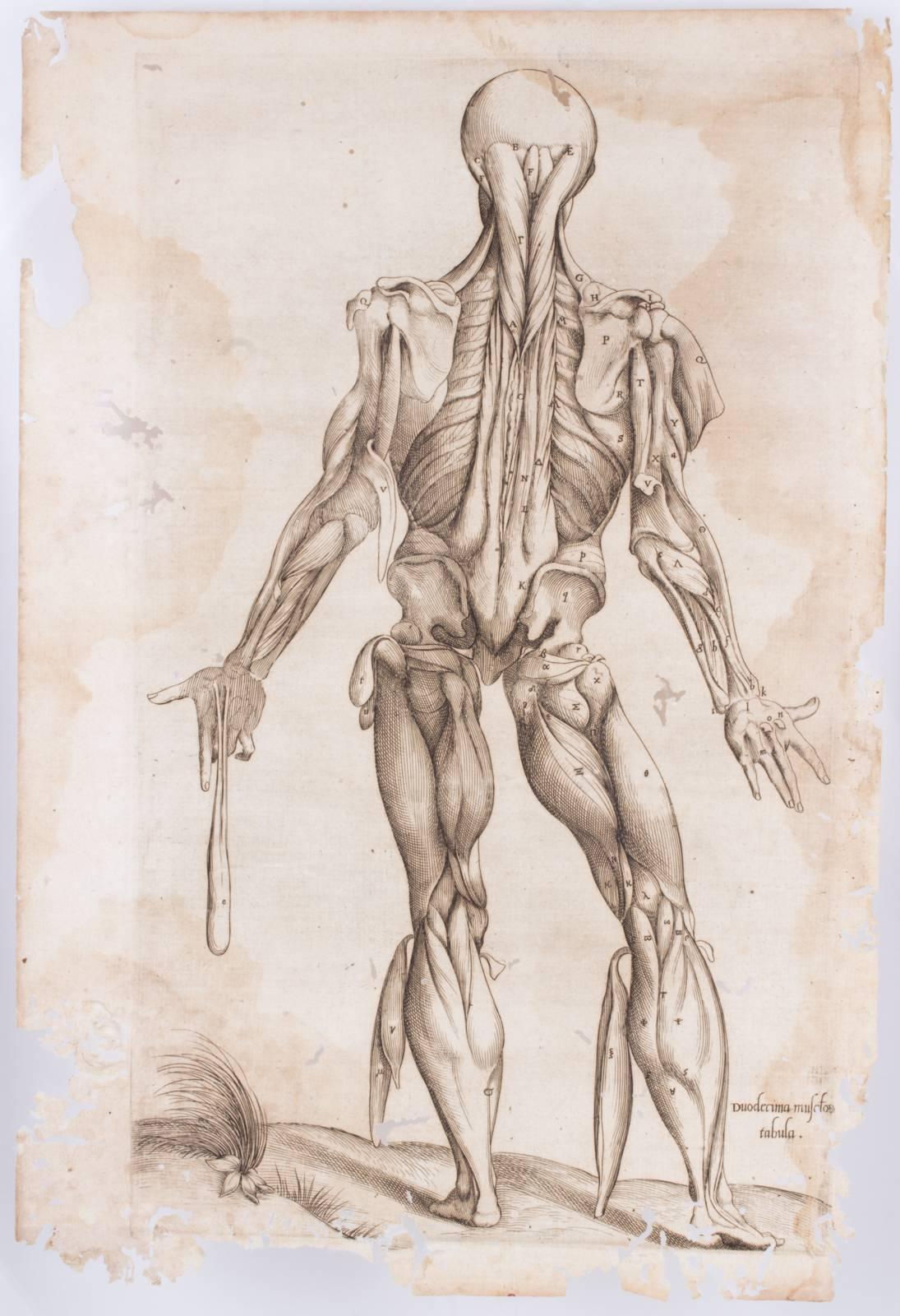These antique anatomical prints from Andreas Vesalius along with antique pages of text from a medical text entitled Anatomes totius were originally printed in 1569. Both age and use have contributed to the beauty of these antique pages. The worm