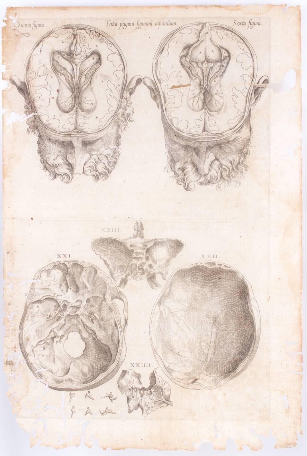 These antique anatomical prints from Andreas Vesalius along with antique pages of text from a medical text entitled Anatomes totius were originally printed in 1569. Both age and use have contributed to the beauty of these antique pages. The worm