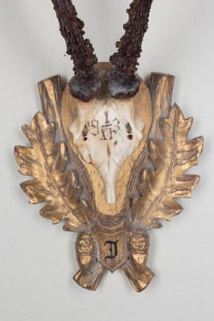 Roe Trophy of Emperor Franz Josef from Kaiservilla, Bad Ischl, Austria