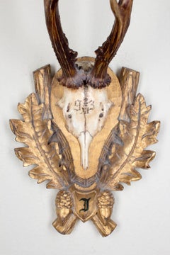 19th Century Roe Trophy of Emperor Franz Josef, Kaiservilla, Bad Ischl, Austria