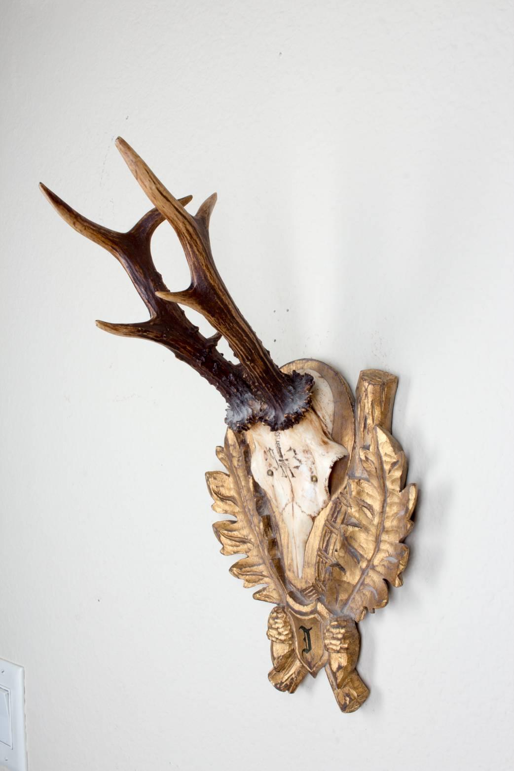 19th Century Roe Trophy of Emperor Franz Josef from Kaiservilla, Austria 2