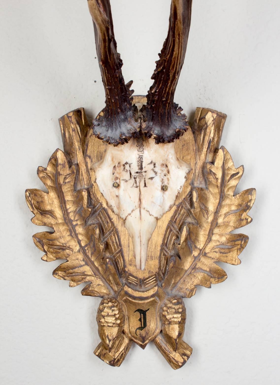 19th century Roe Deer trophy believed to have been taken by Emperor Franz Josef during his time at the Kaiservilla, the summer palace of the great Austro-Hungarian monarchy in the small village of Bad Ischl, Austria. Original plaque and initial 