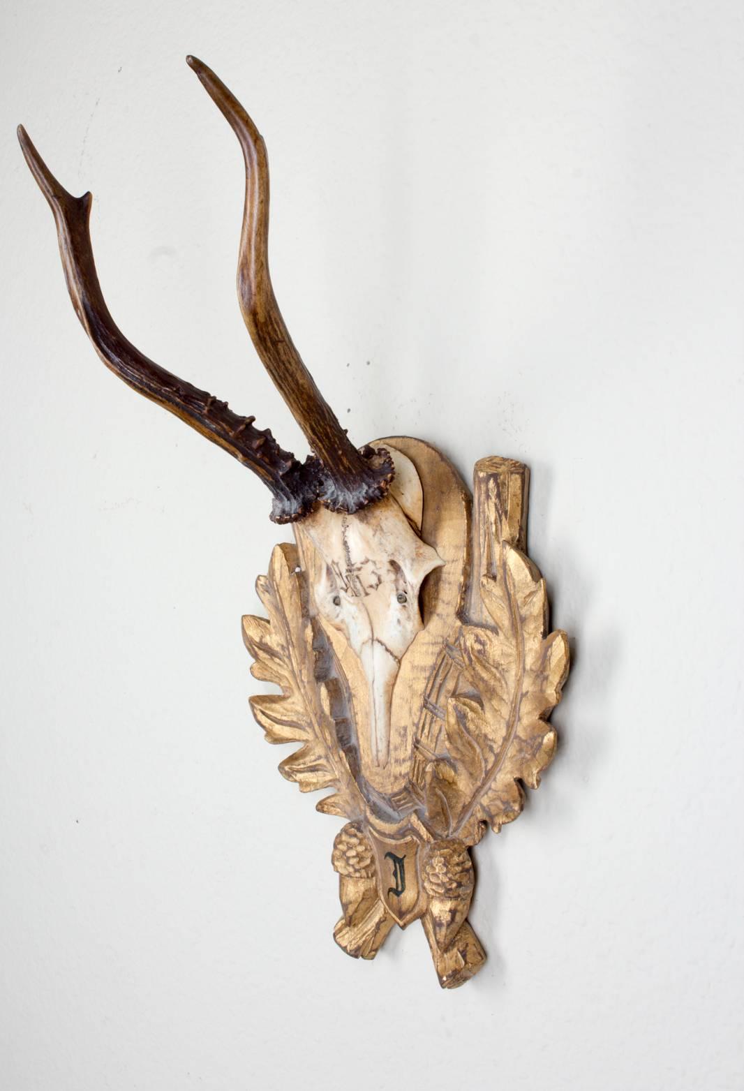 19th Century Roe Trophy of Emperor Franz Josef from Kaiservilla, Bad Ischl 2