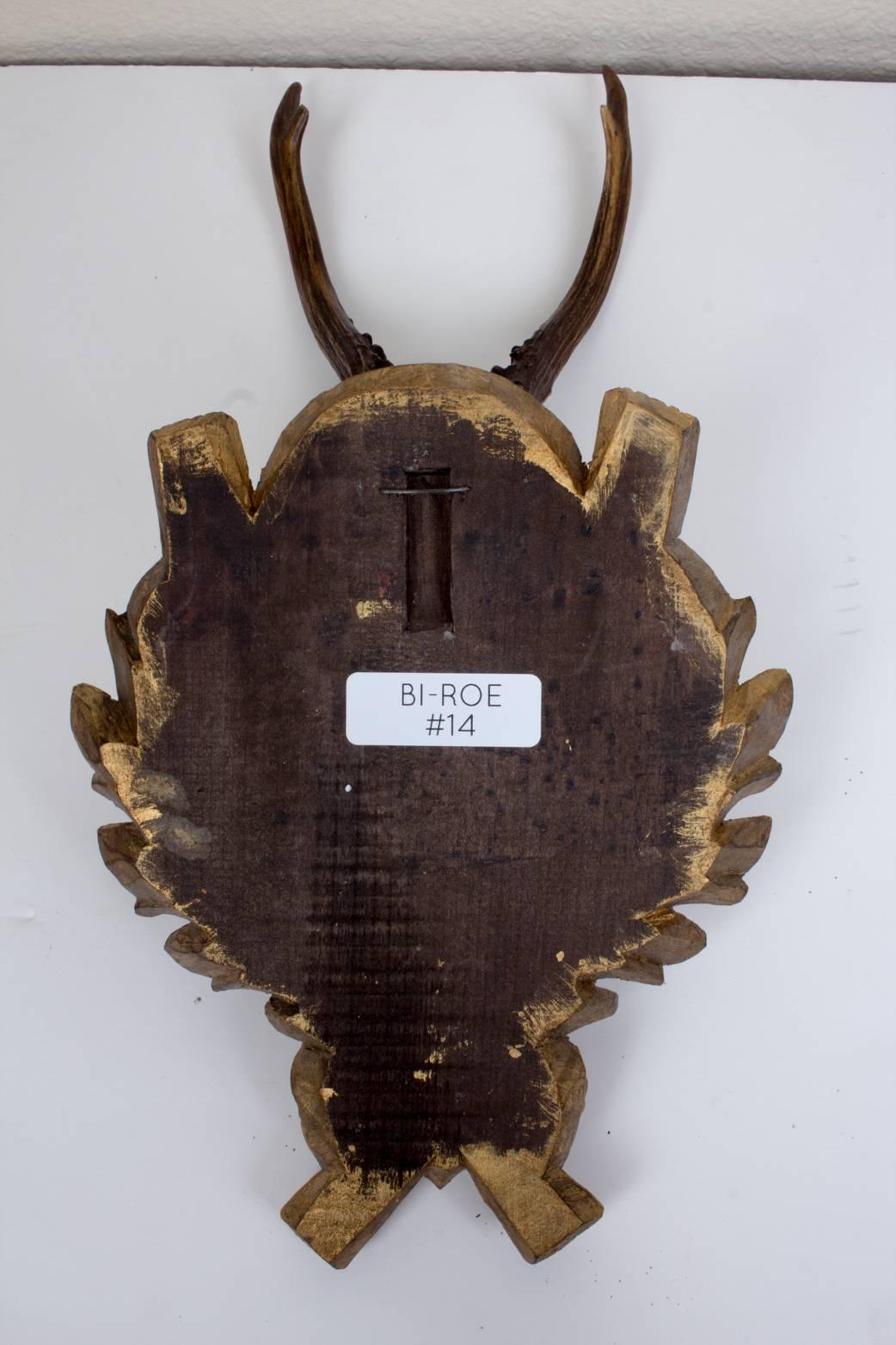 19th Century Roe Trophy of Emperor Franz Josef from Kaiservilla, Bad Ischl 3