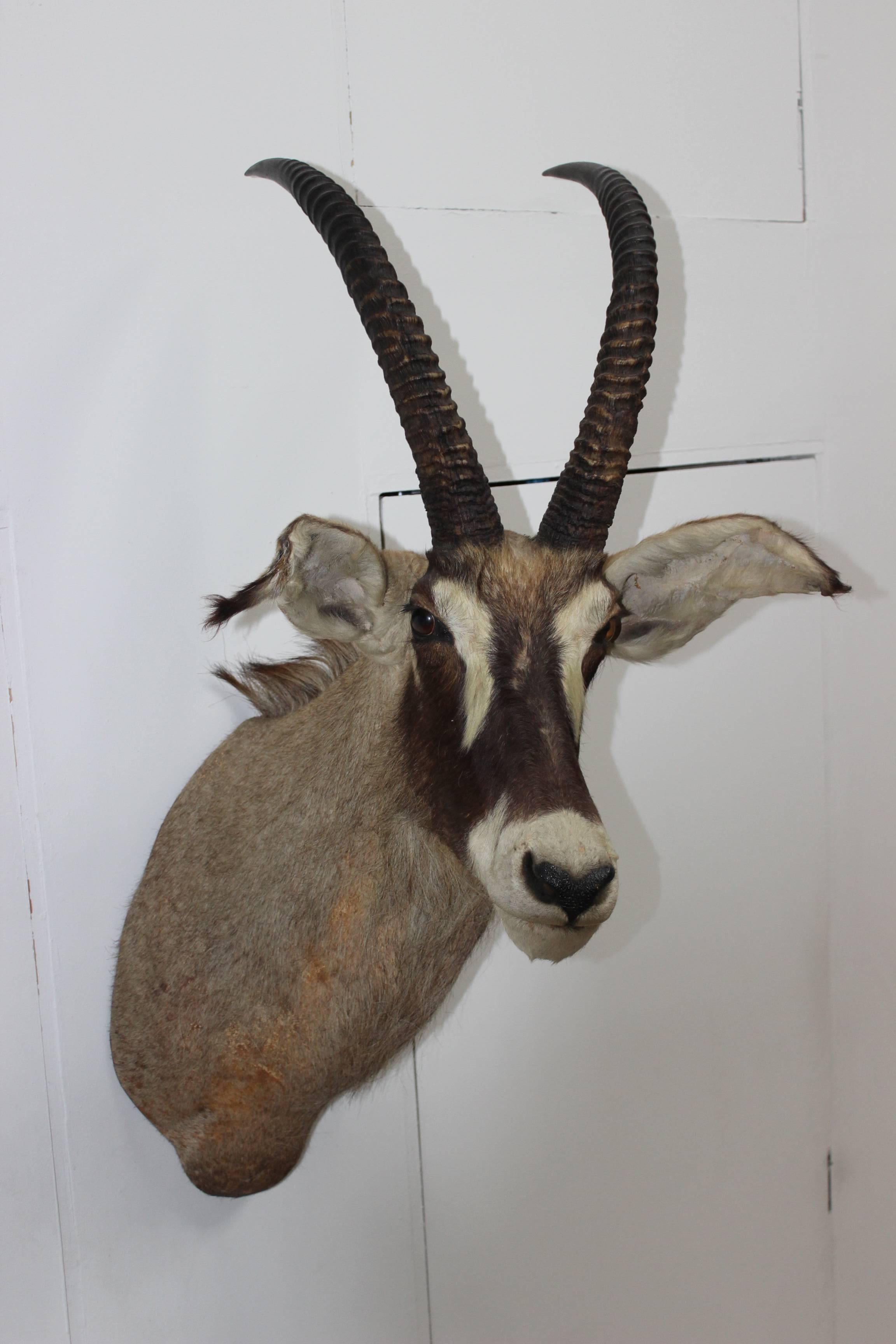 20th Century Large Gazelle Mounted Taxidermy