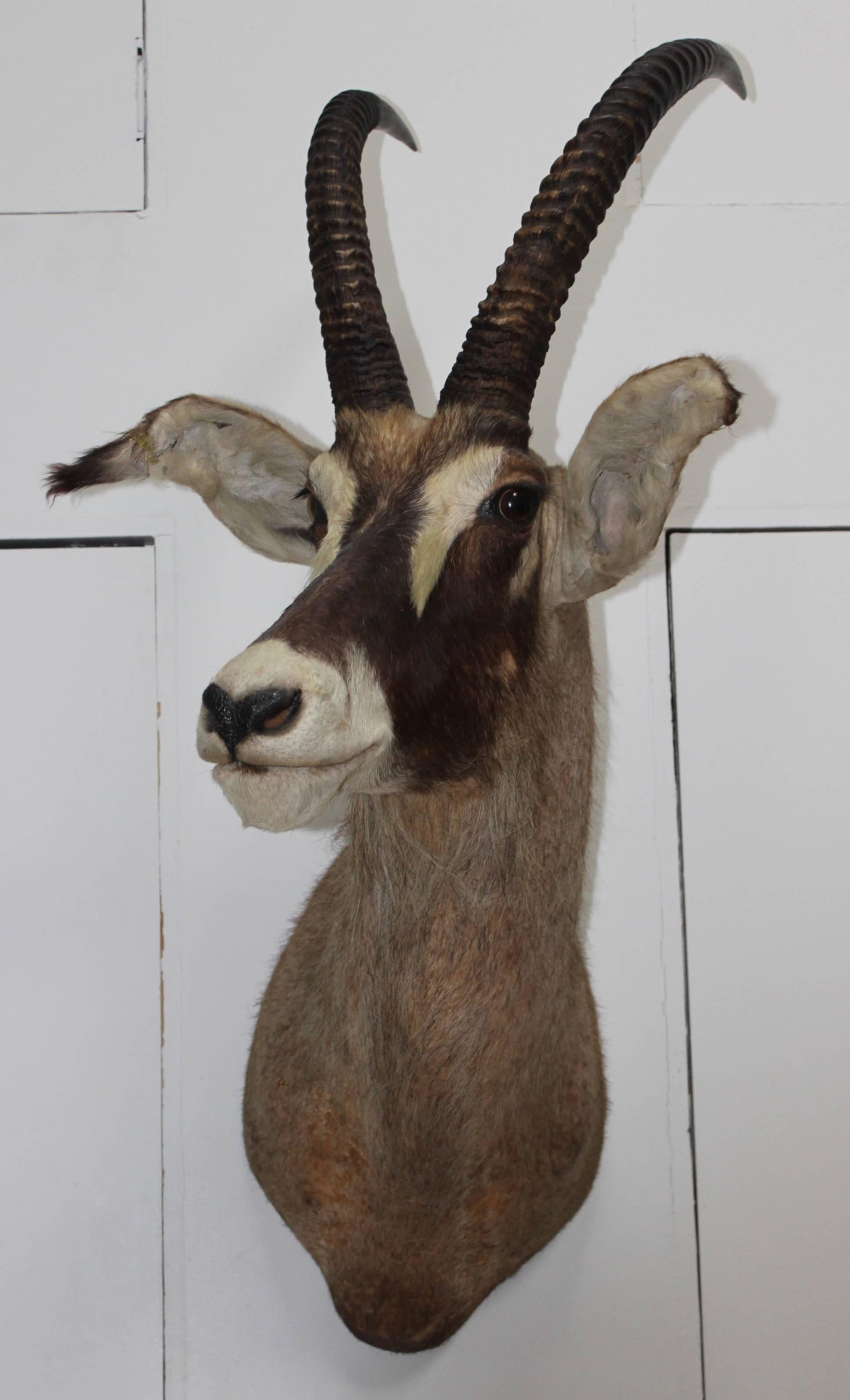 1950s large wall-mounted Gazelle taxidermy.