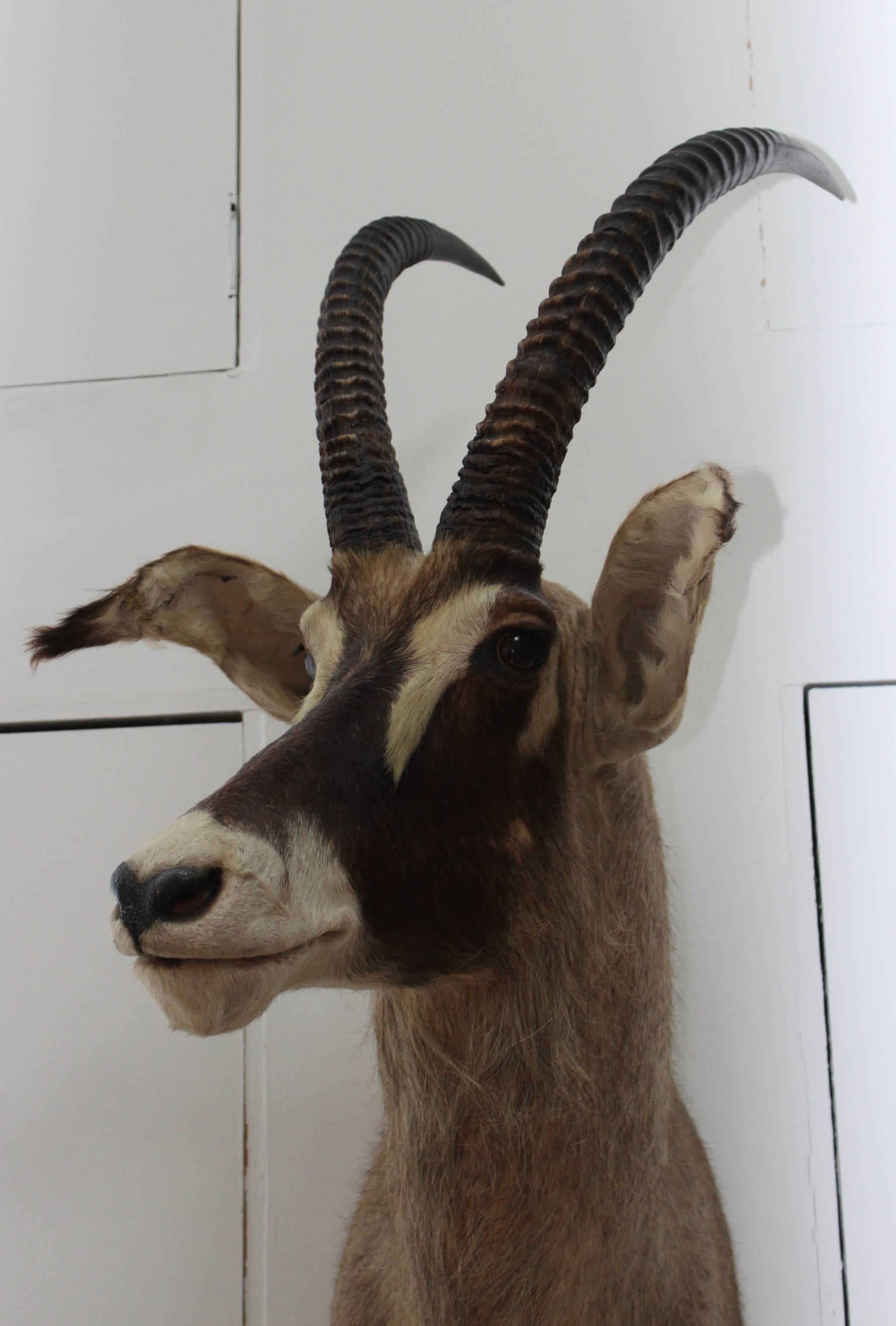 Mid-Century Modern Large Gazelle Mounted Taxidermy