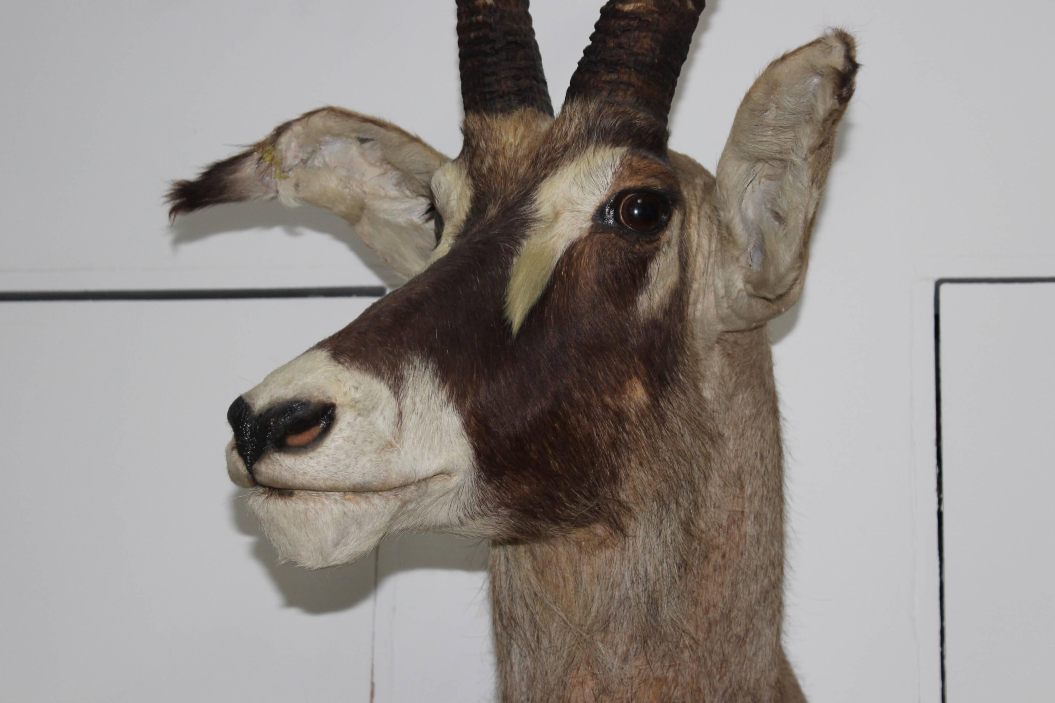 South African Large Gazelle Mounted Taxidermy