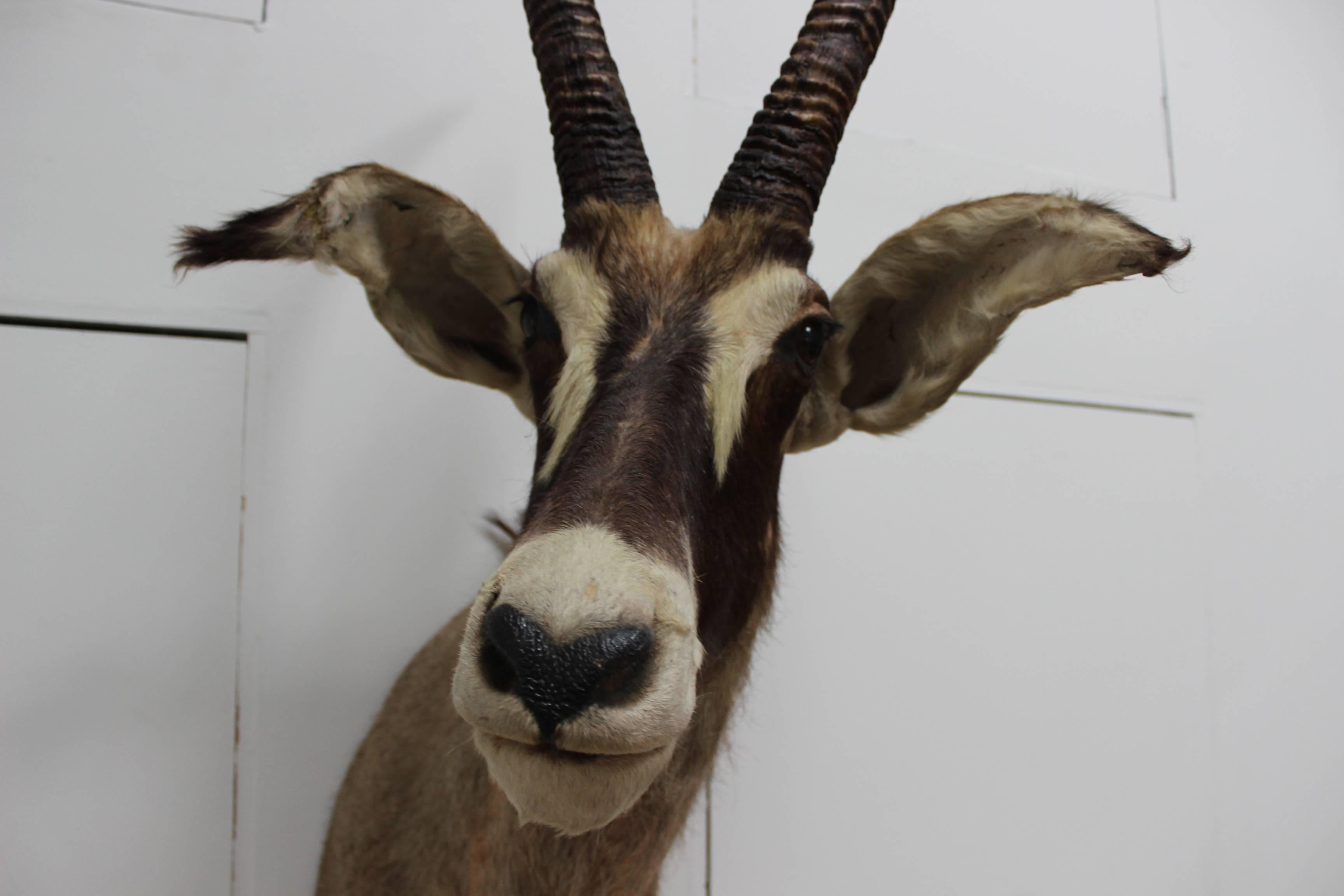 Large Gazelle Mounted Taxidermy In Good Condition In New York, NY