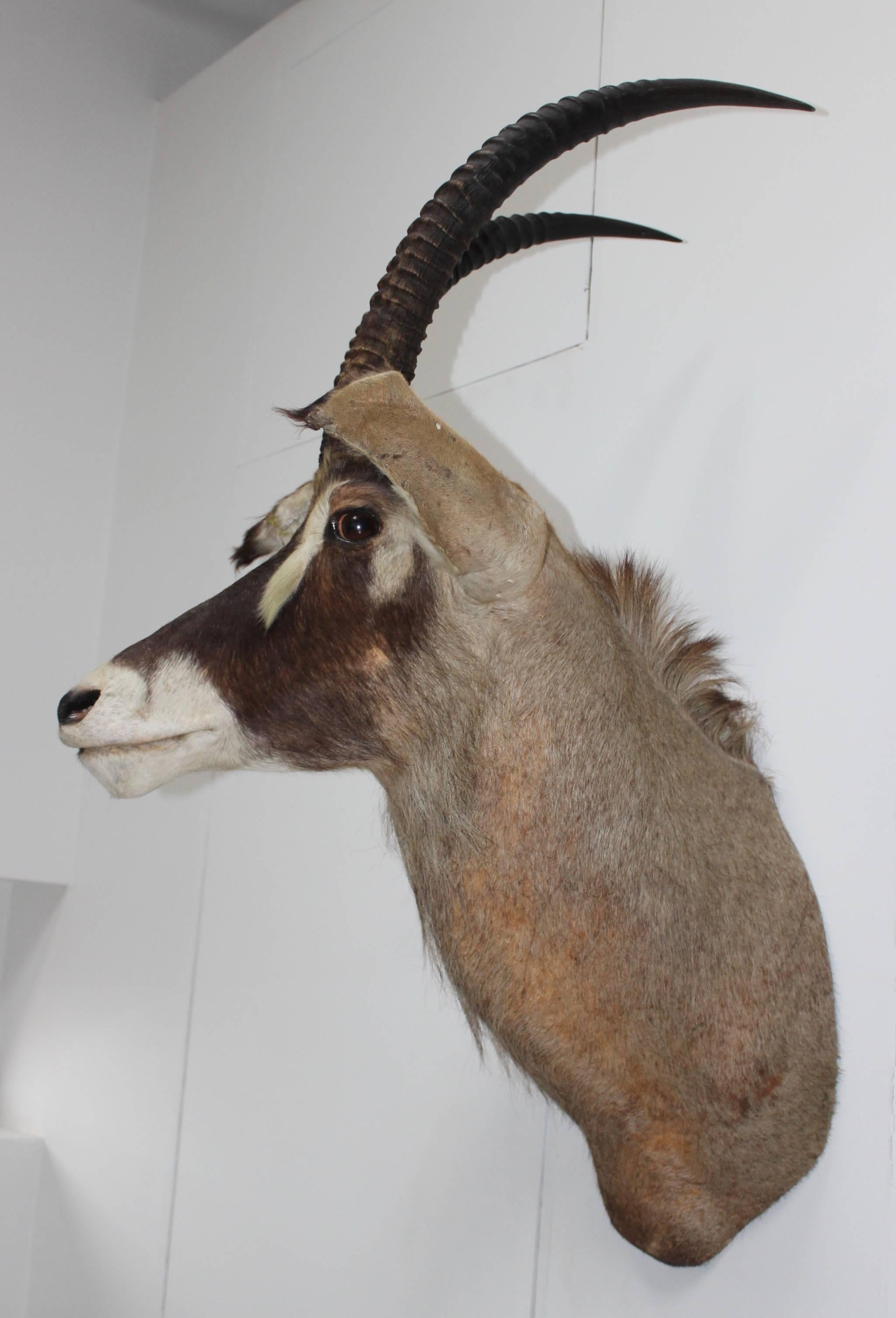 Large Gazelle Mounted Taxidermy 1