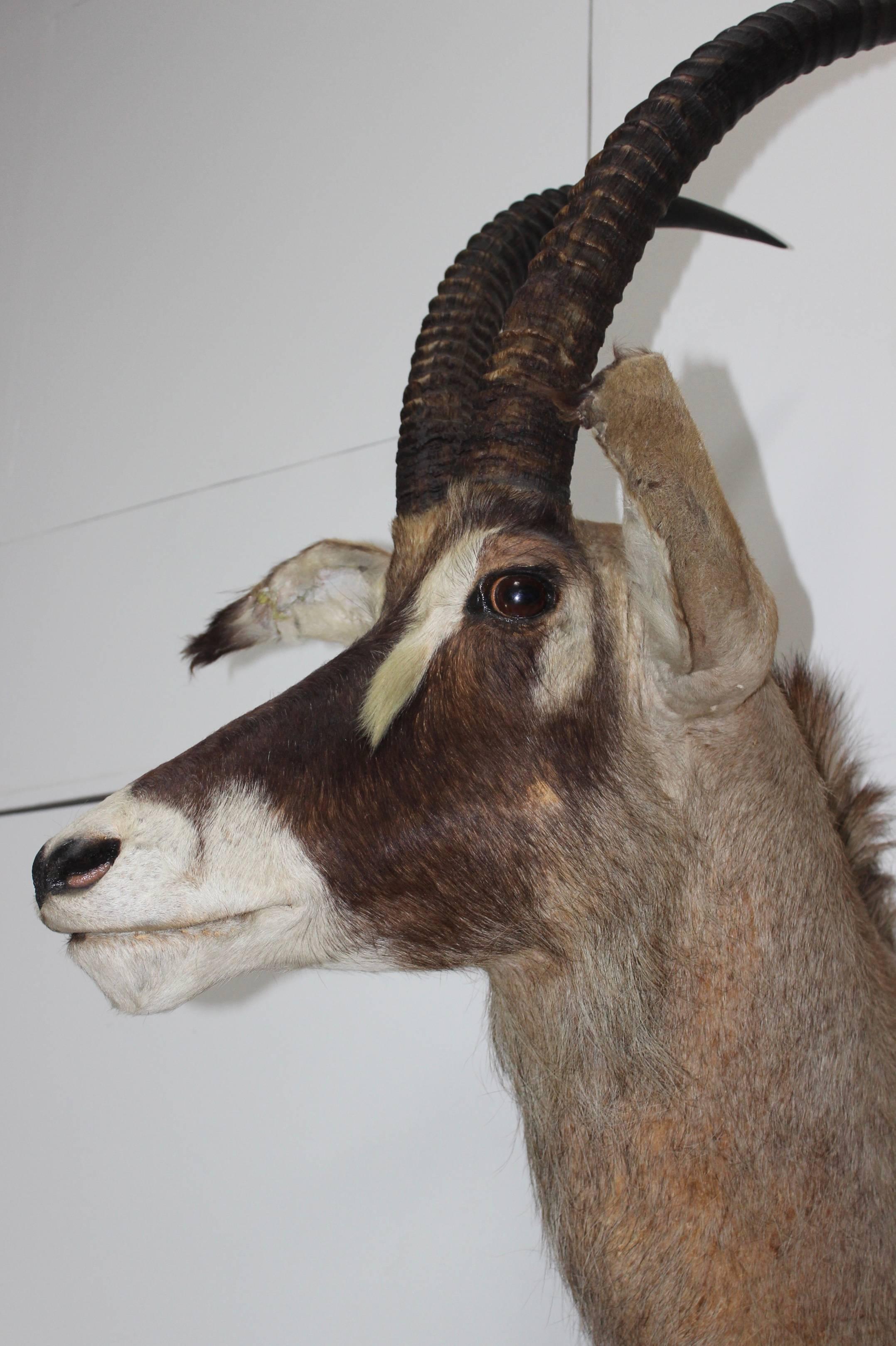 Large Gazelle Mounted Taxidermy 2