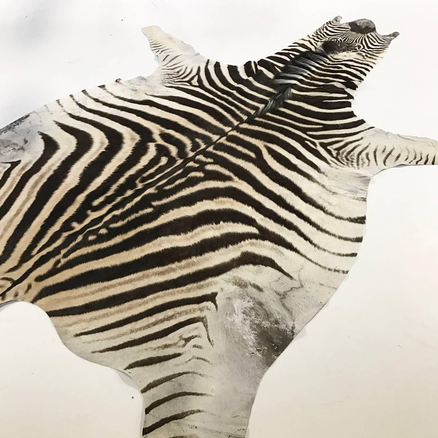 Forsyth zebra hides are hand selected with a critical eye for their one-of-a-kind coloring, stripe patterns and natural markings by the Forsyth team. Each hide is unique and meets our high standards of hair quality, tanning excellence and size.