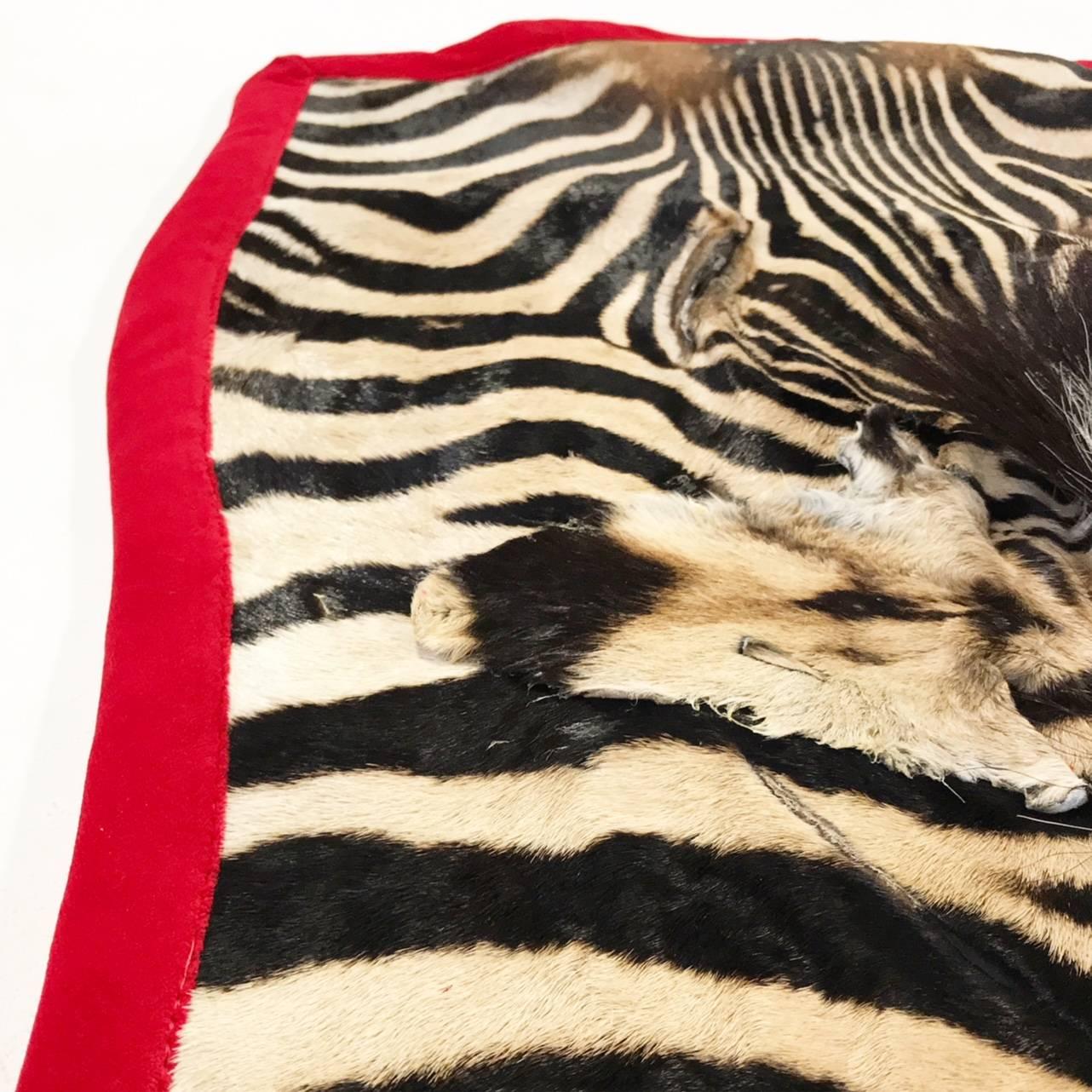 African Forsyth One of a Kind Zebra Hide Rug Trimmed in Luxe Red Velvet