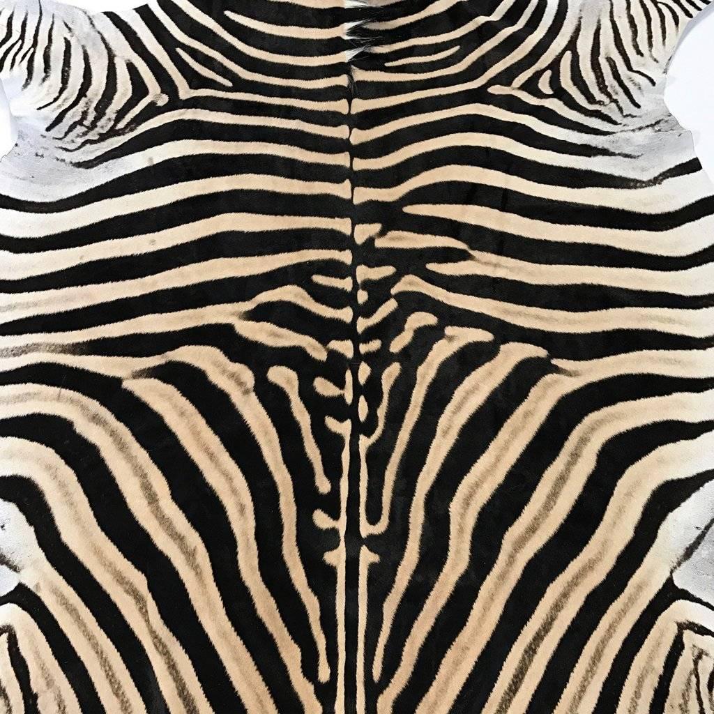 Forsyth zebra hides are hand selected with a critical eye for their one-of-a-kind coloring, stripe patterns, and natural markings by the Forsyth team. Each hide is unique and meets our high standards of hair quality, tanning excellence, and size.